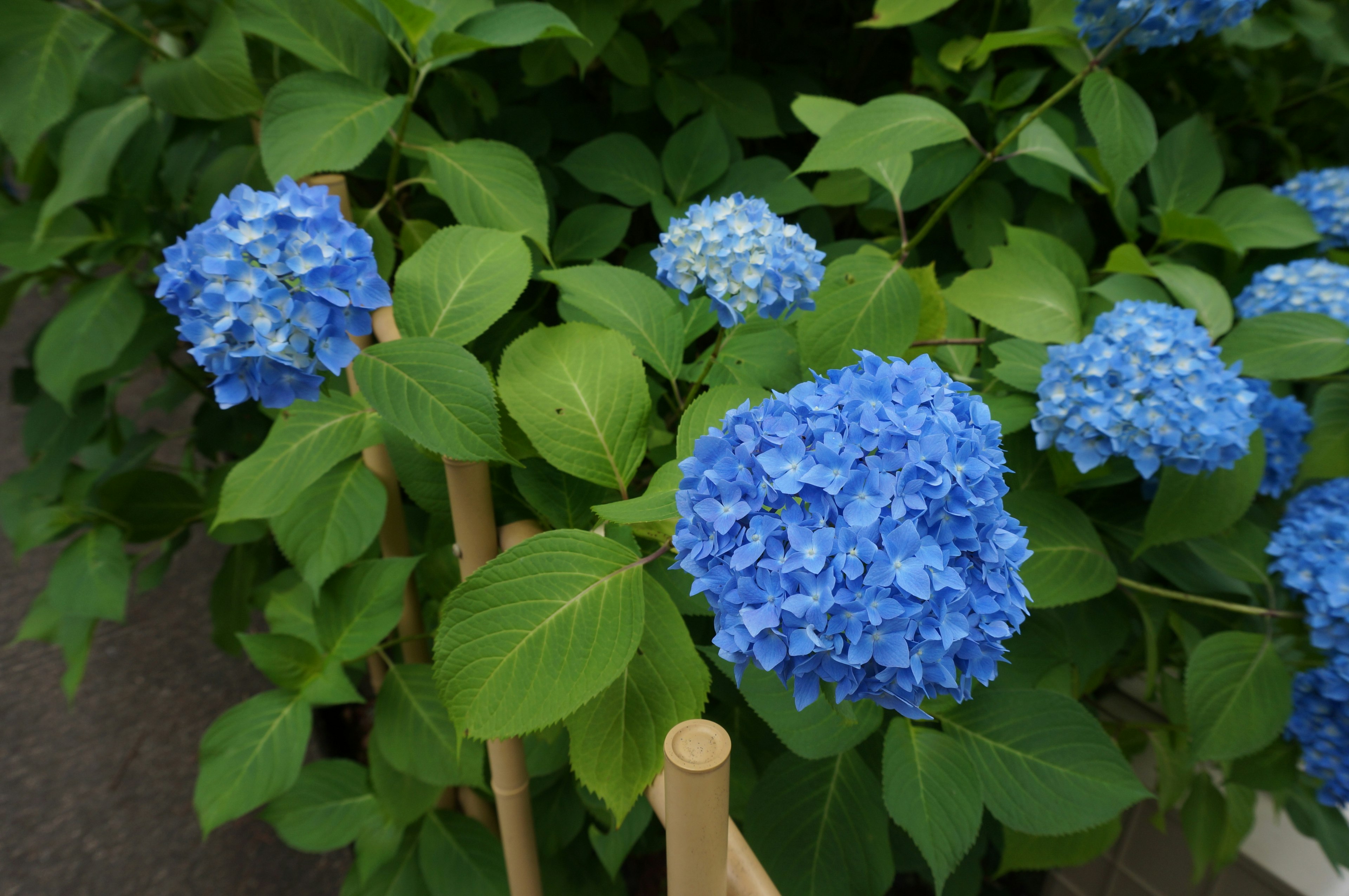 Blaue Hortensienblüten umgeben von üppigem grünem Laub