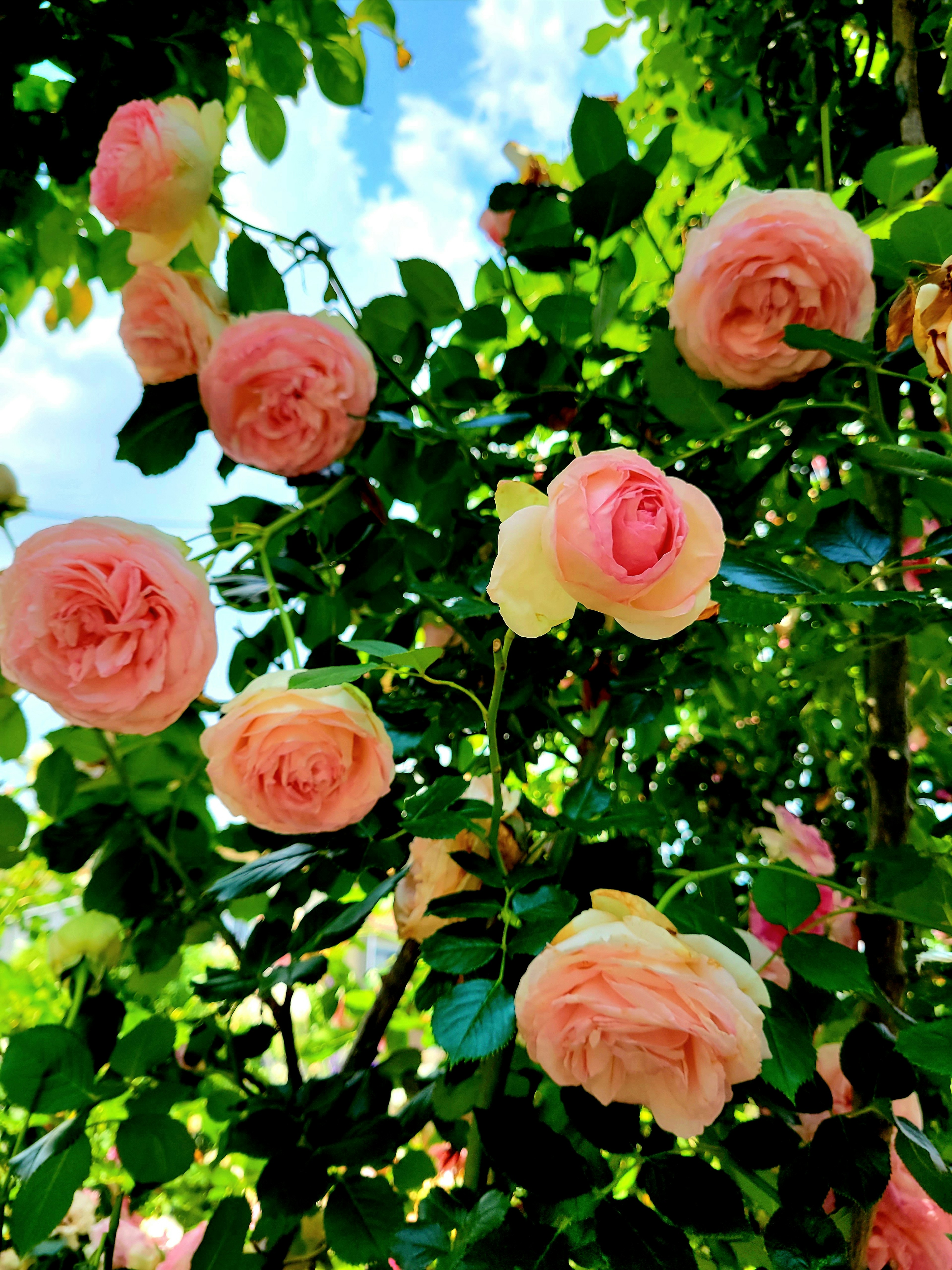 Pink roses blooming among lush green leaves against a blue sky