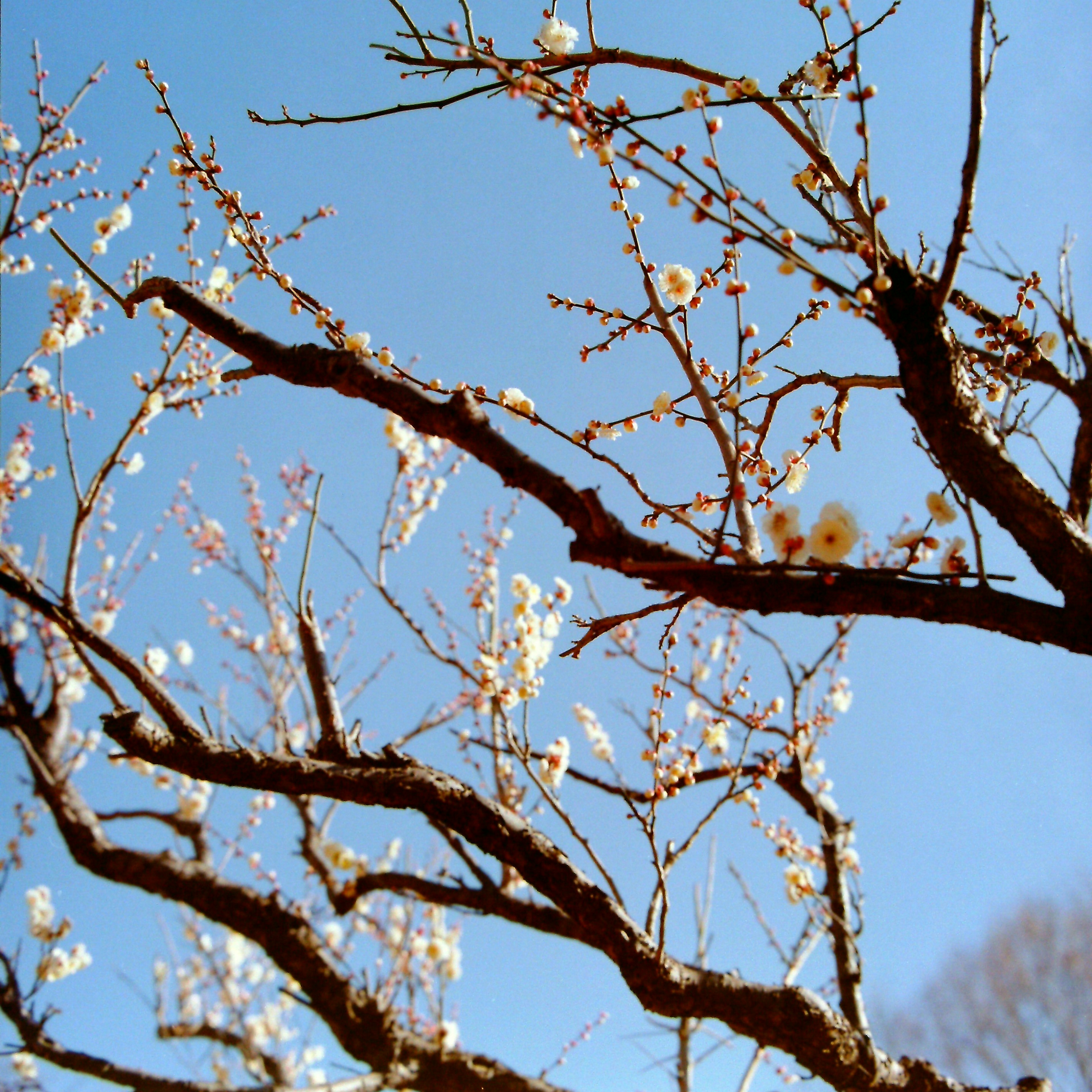 Plum blossoms and branches under a blue sky