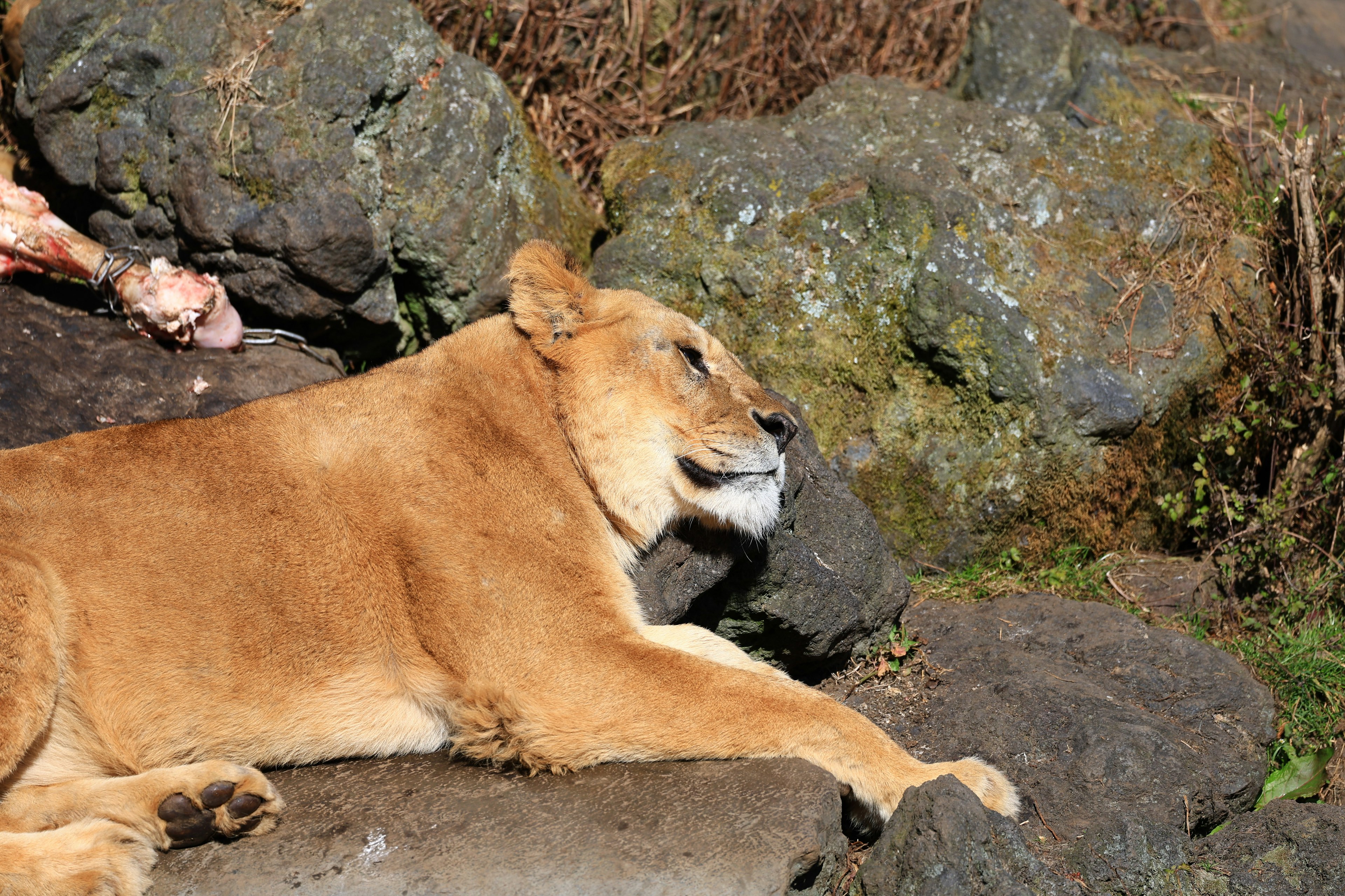 Female lion resting on rocky terrain