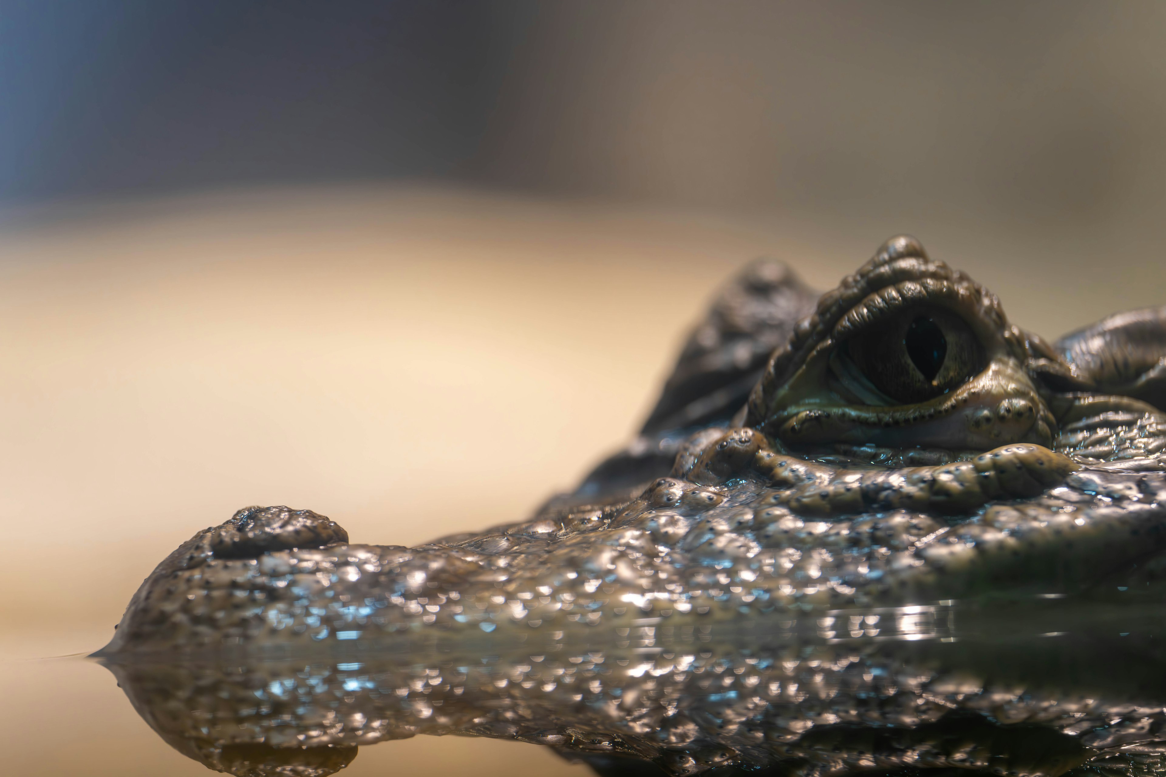 Nahaufnahme des Kopfes eines Krokodils, das auf dem Wasser schwimmt