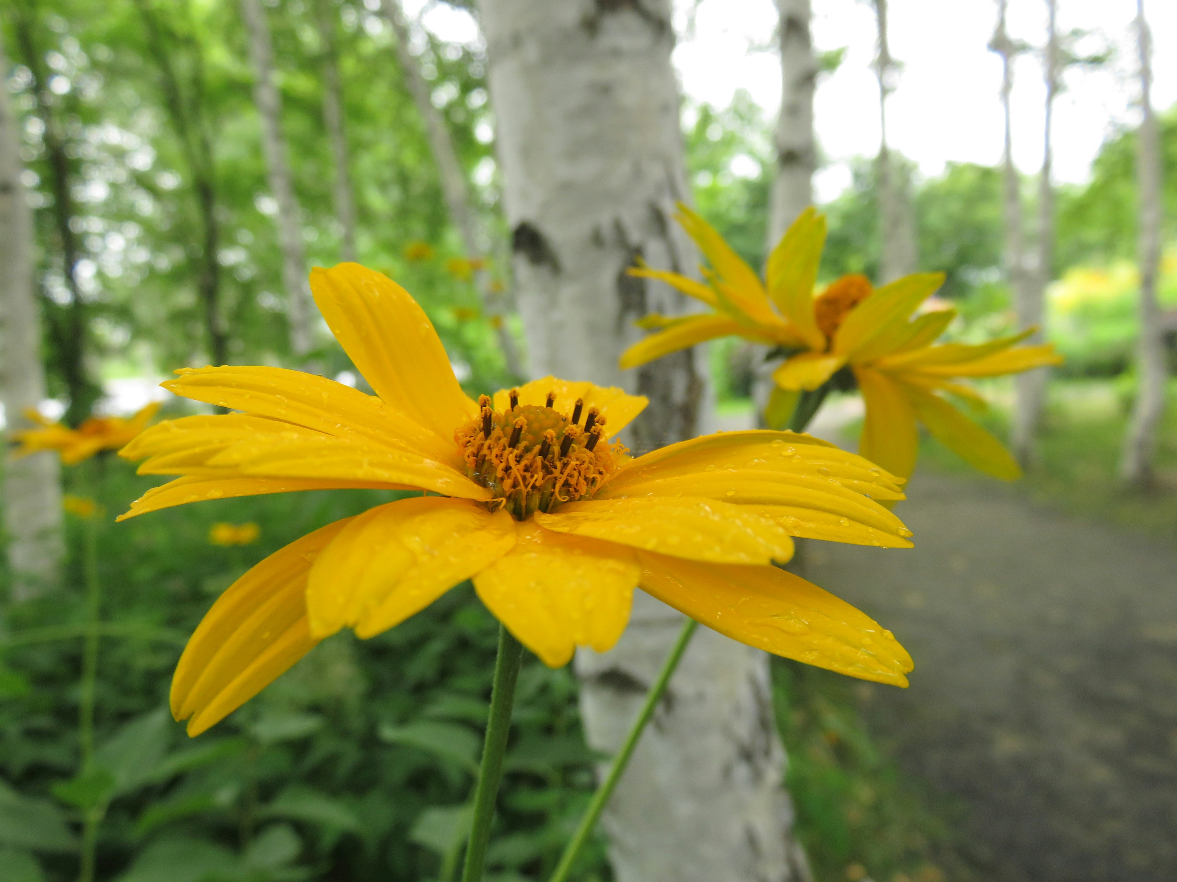 黄色い花が白樺の木の間に咲いている風景