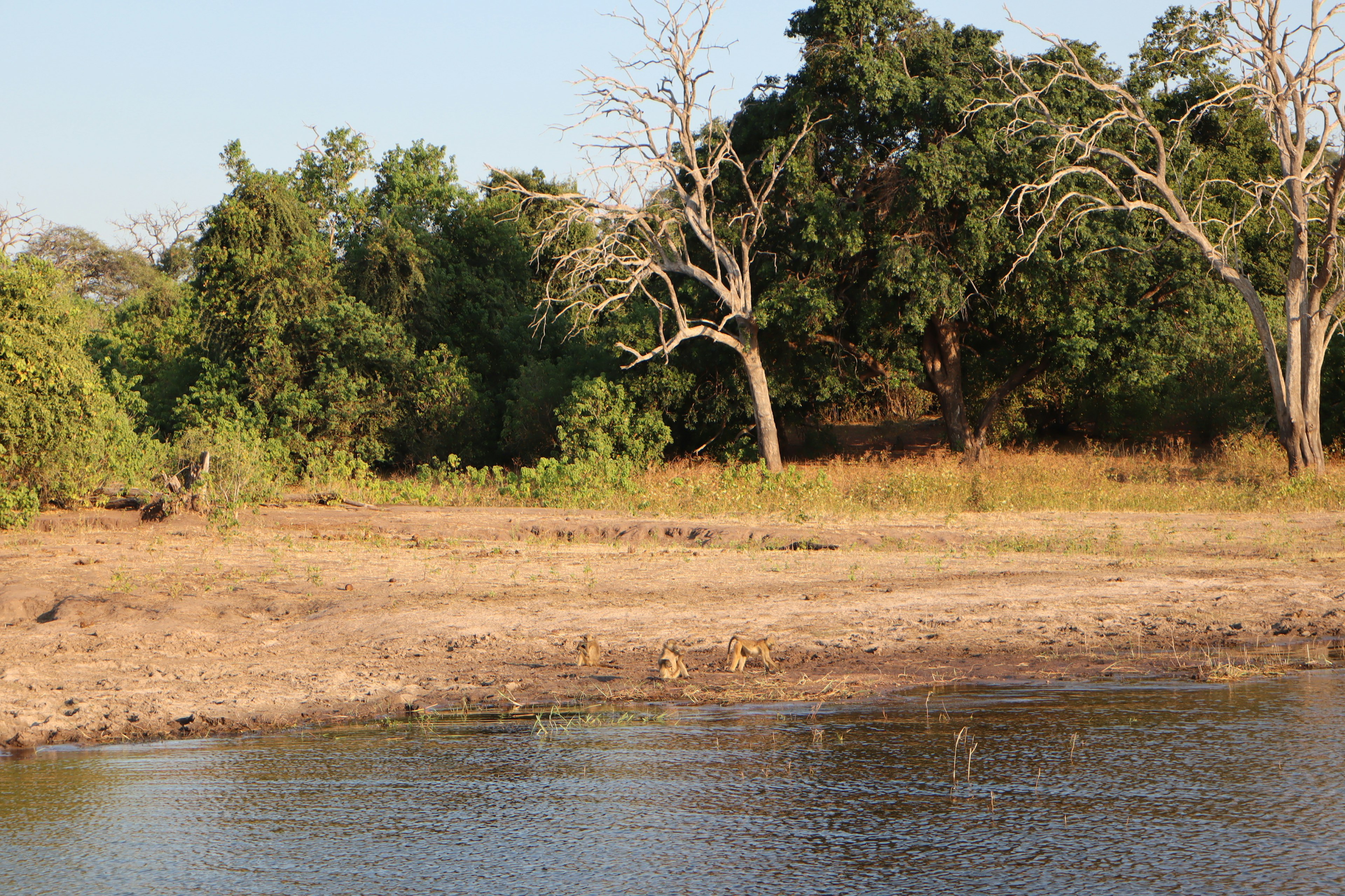 Paysage avec des arbres verts et des branches sèches au bord de l'eau