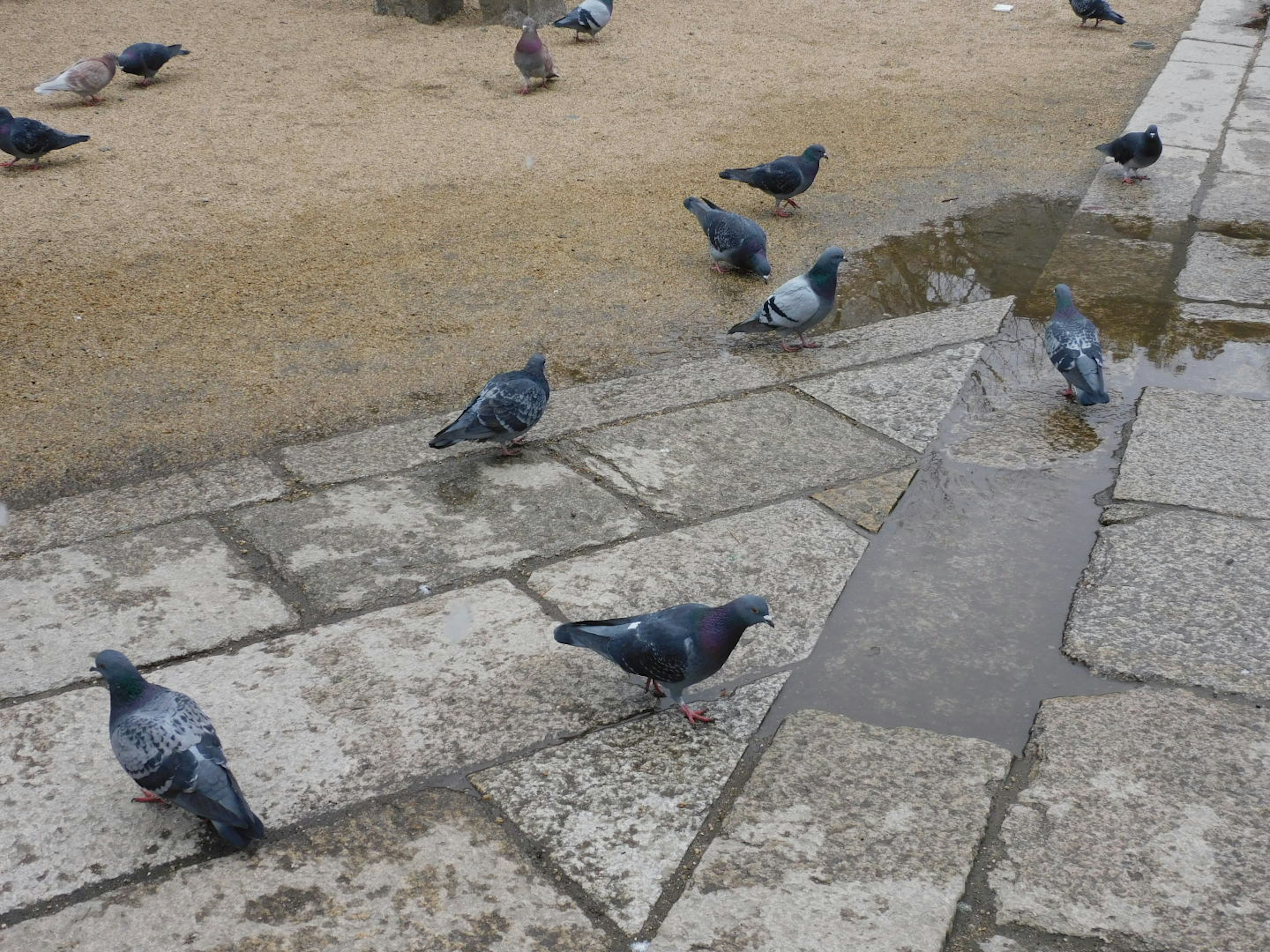 Pigeons on stone pavement with puddles in the background