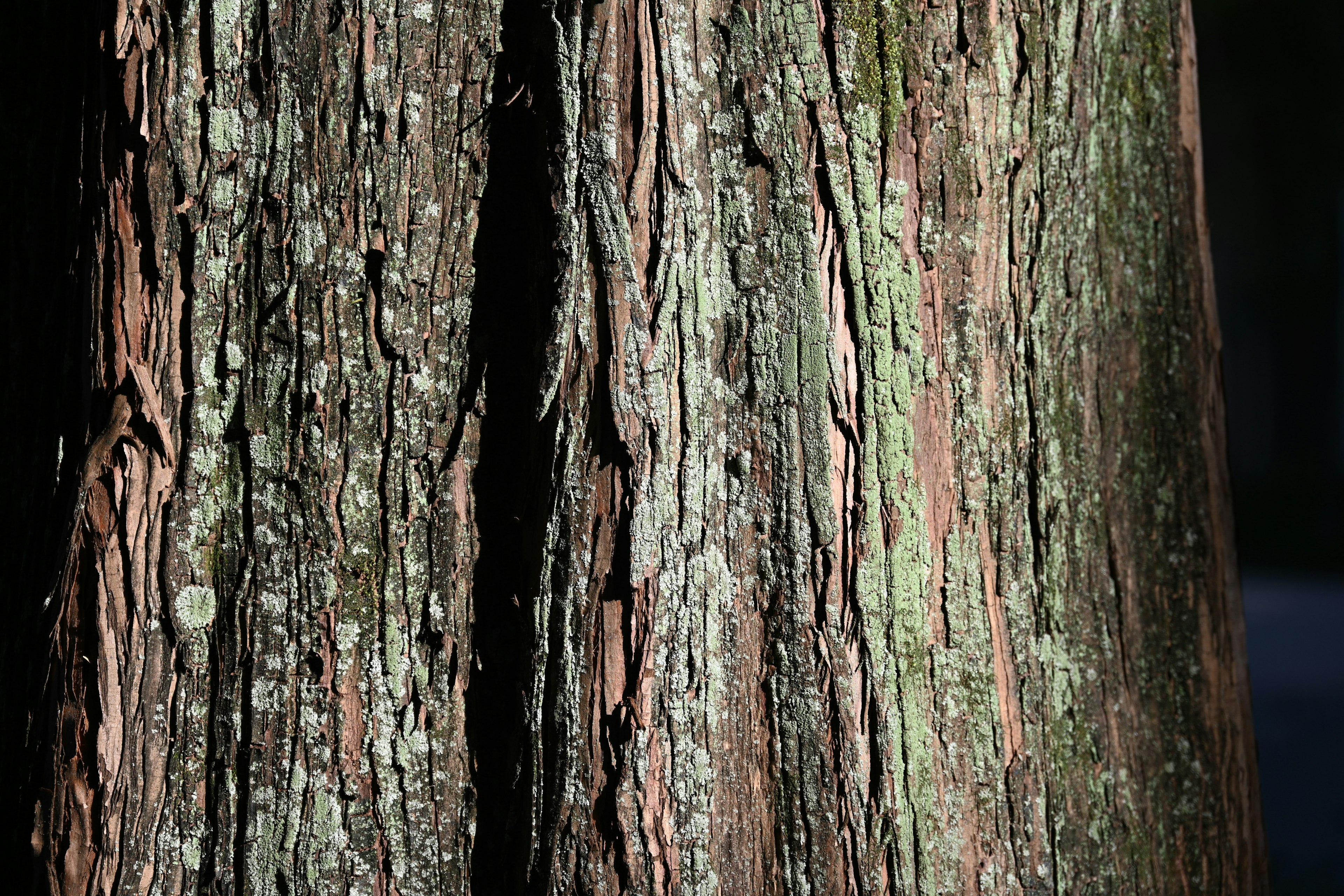 木の幹の詳細なテクスチャと色合い