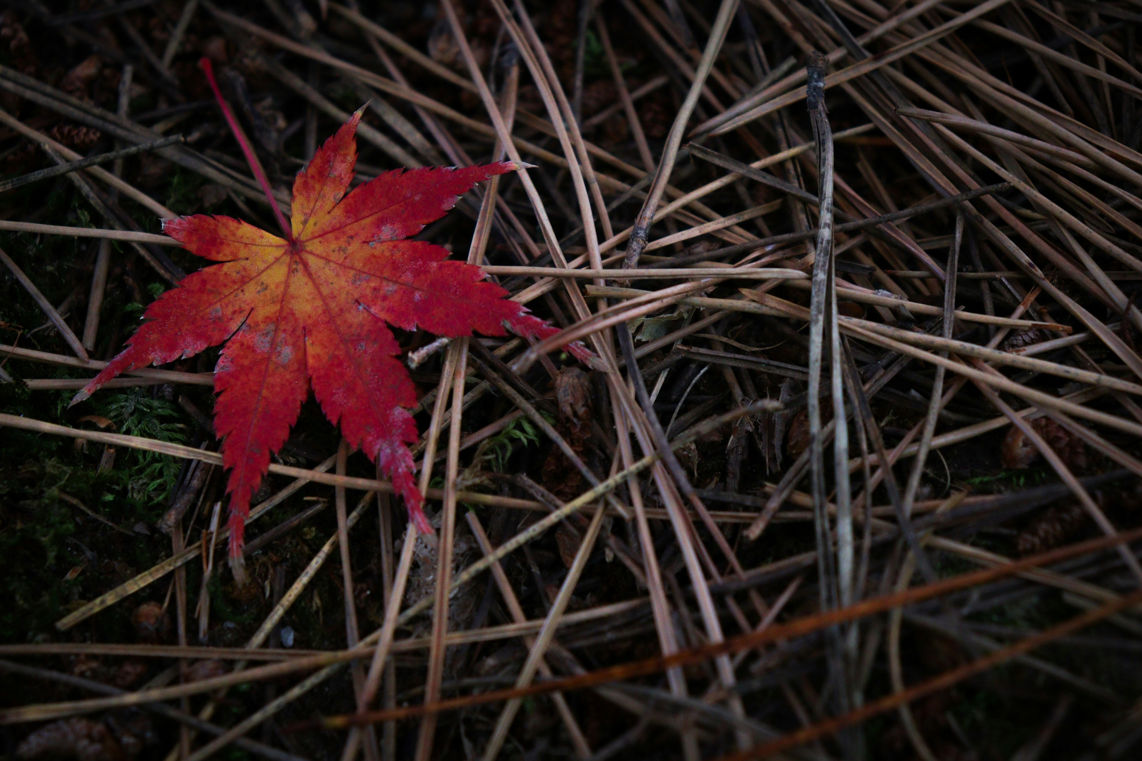 一片红色的枫叶 resting on a bed of dry pine needles