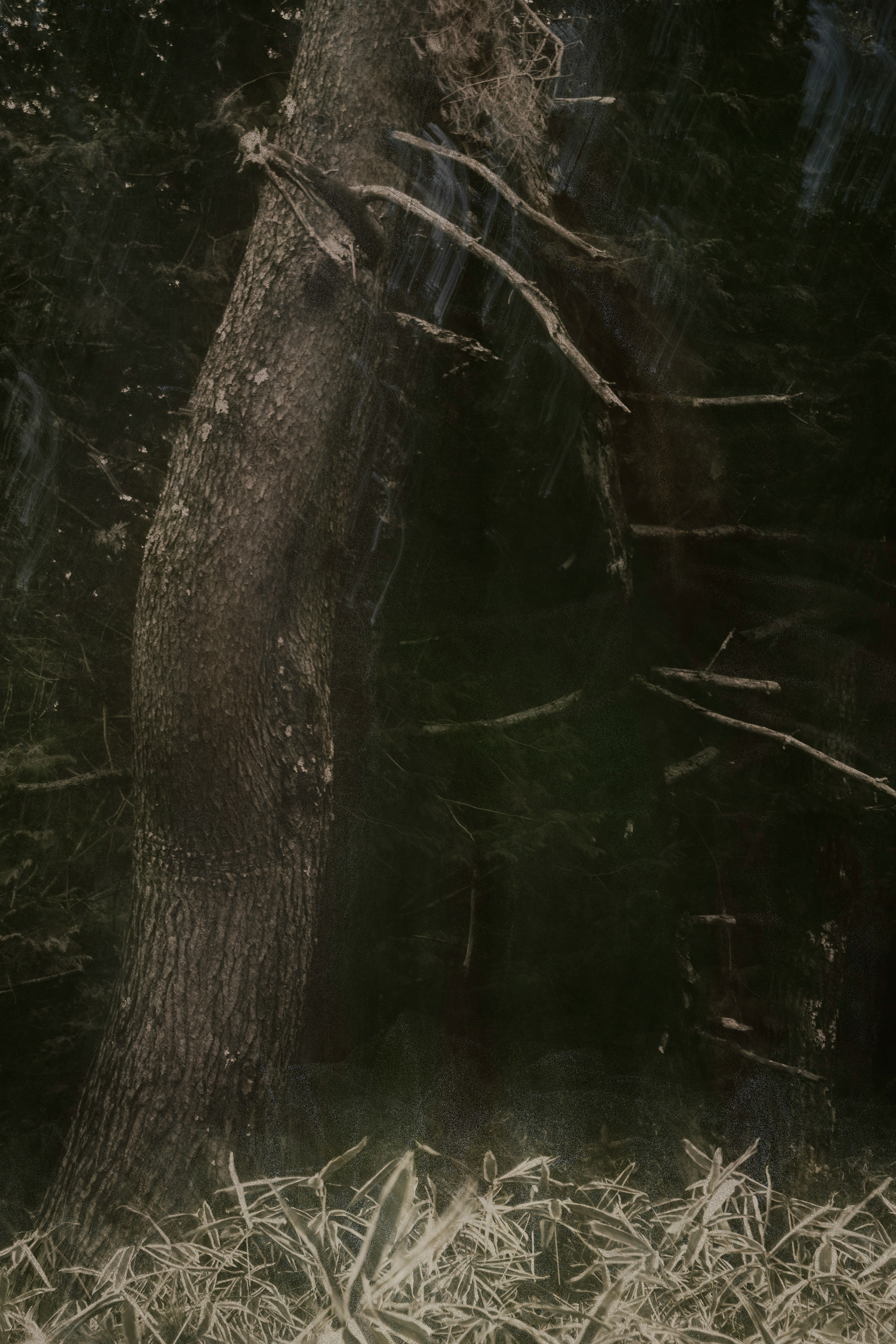 A large tree in a forest with dried grass in the foreground