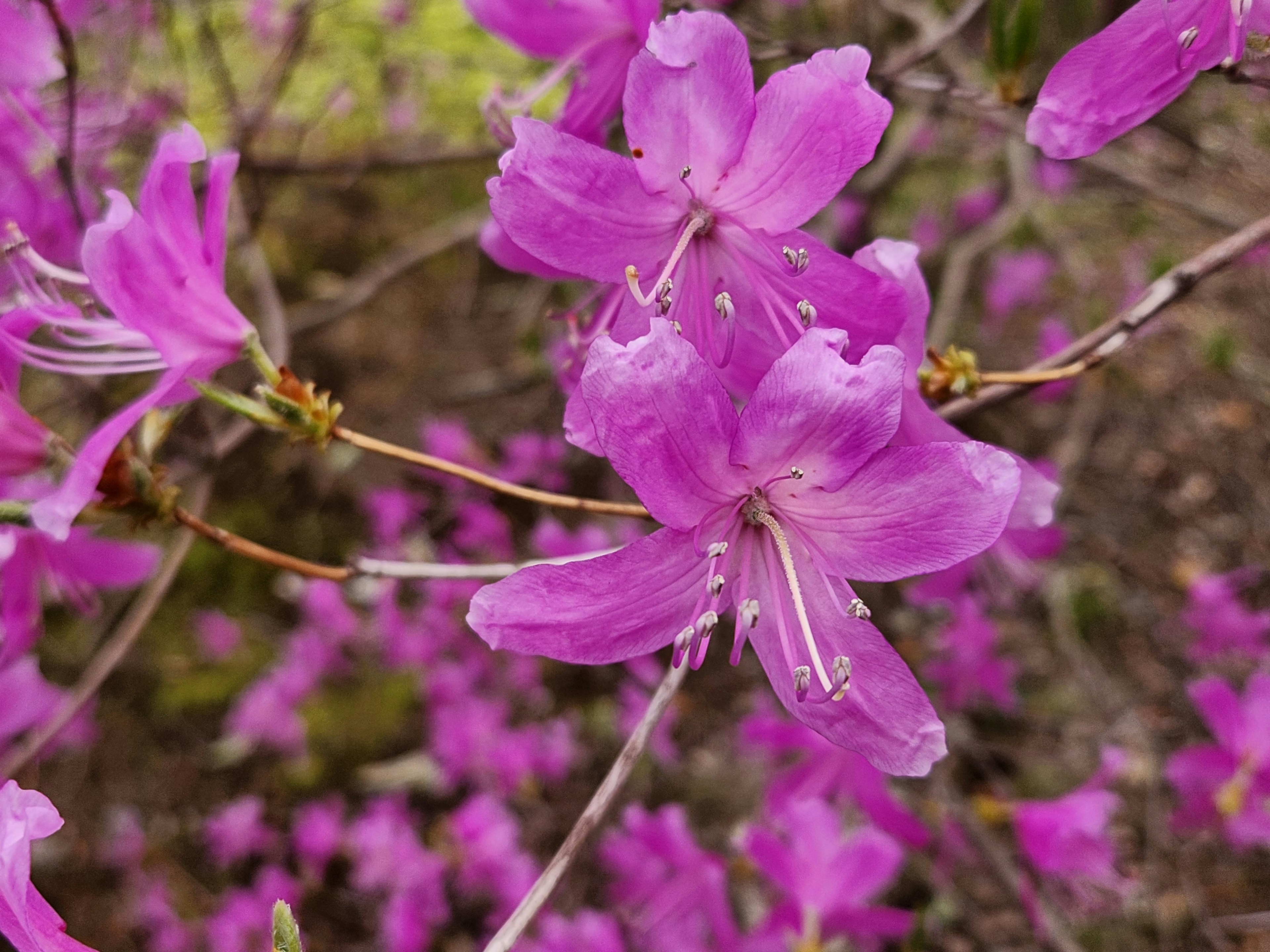 Primer plano de flores moradas vibrantes en una rama