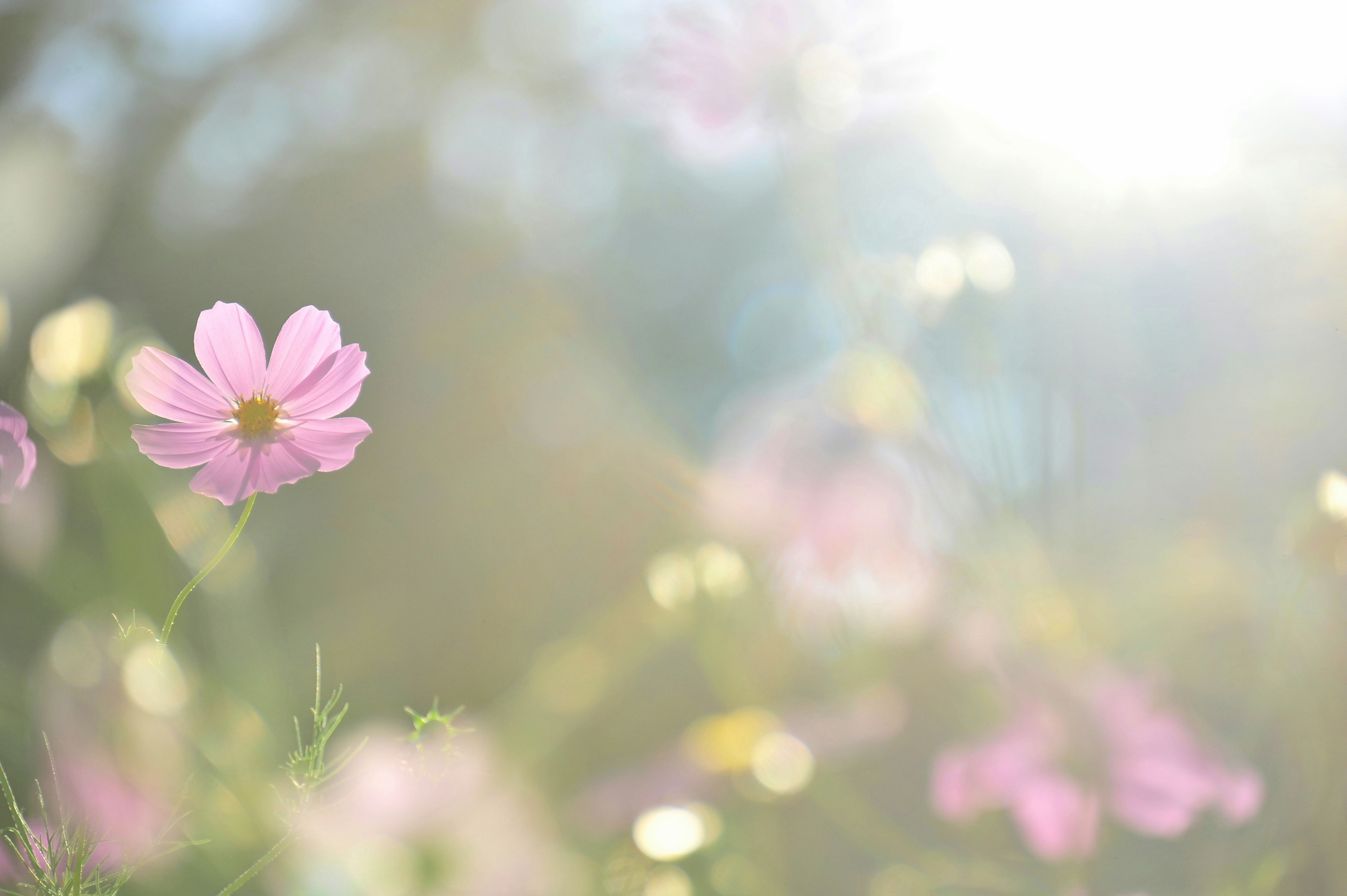 Pink flower blooming softly in sunlight with a blurred background