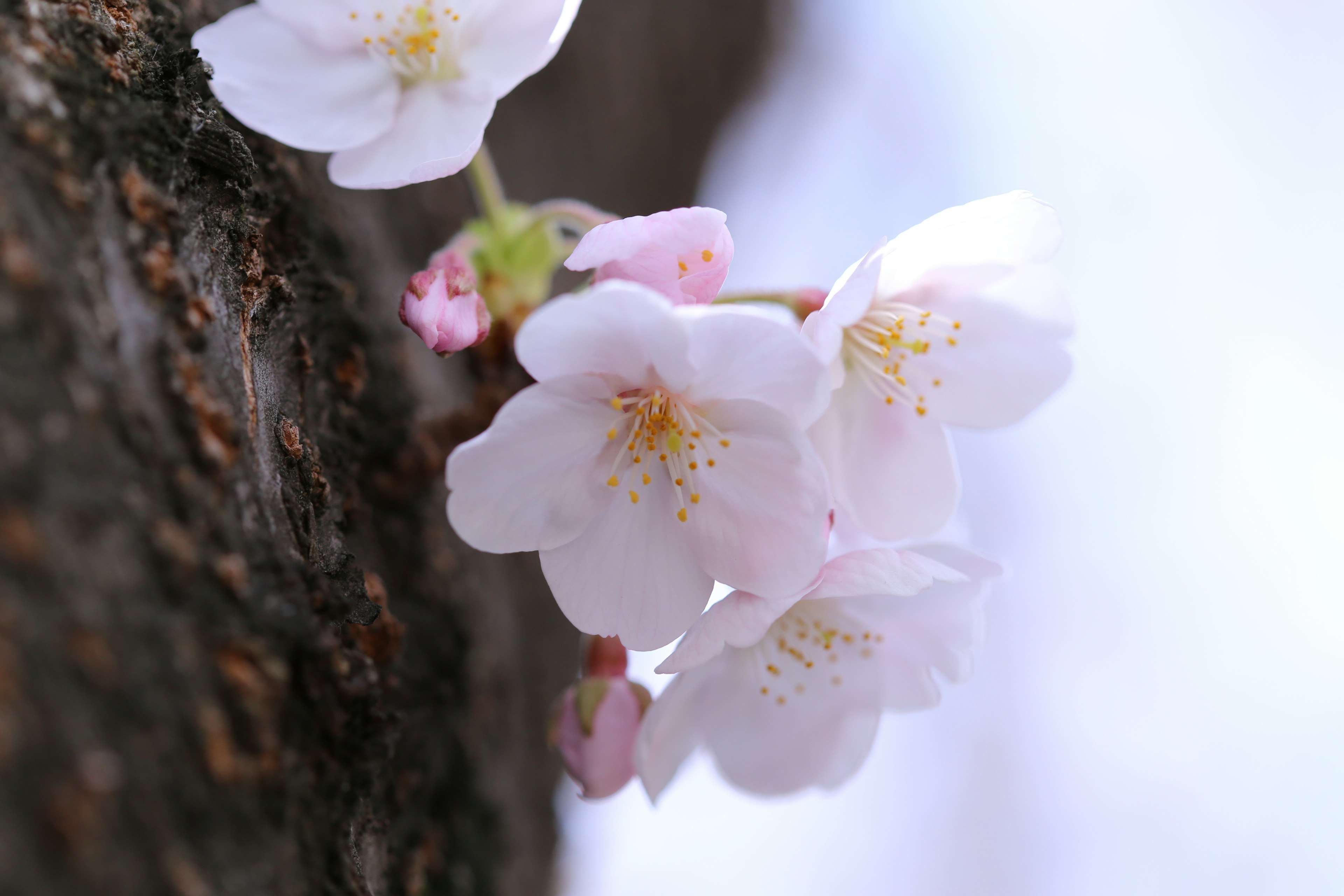 桜の花が咲いている木の幹の近くのアップ