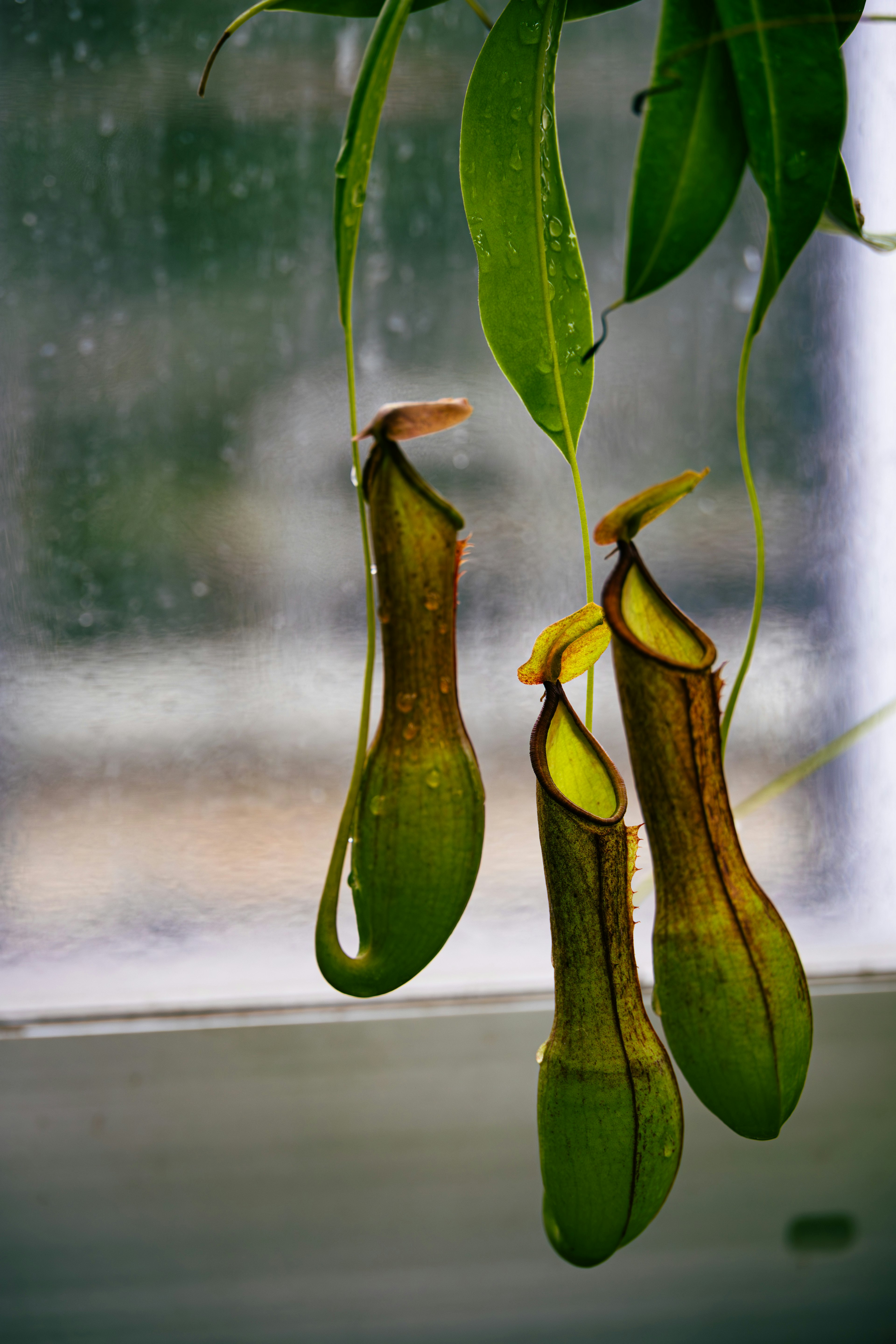 Three unique pitcher plants hanging near a window