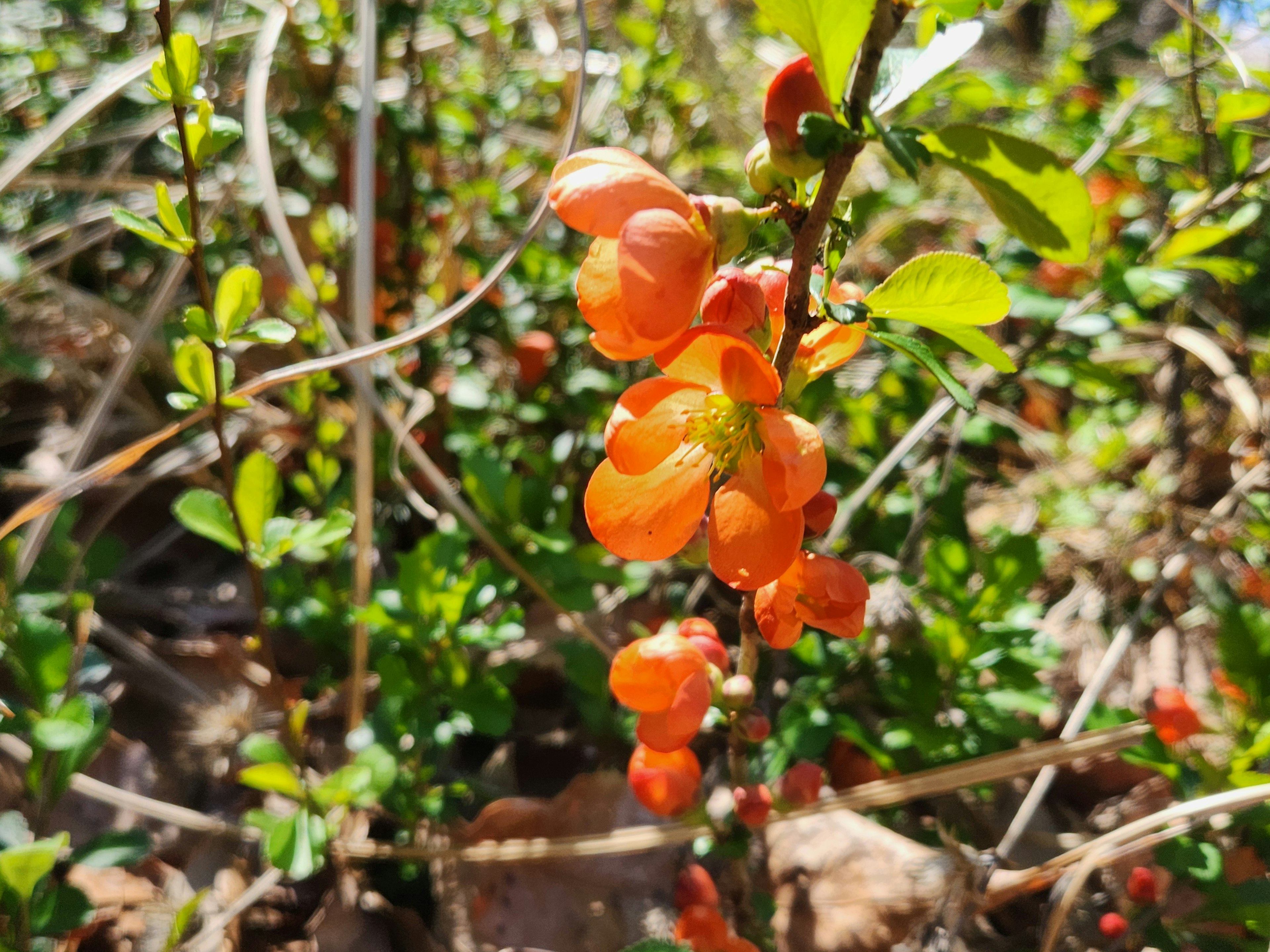 Nahaufnahme von orangefarbenen Blüten an einem Strauch umgeben von grünen Blättern