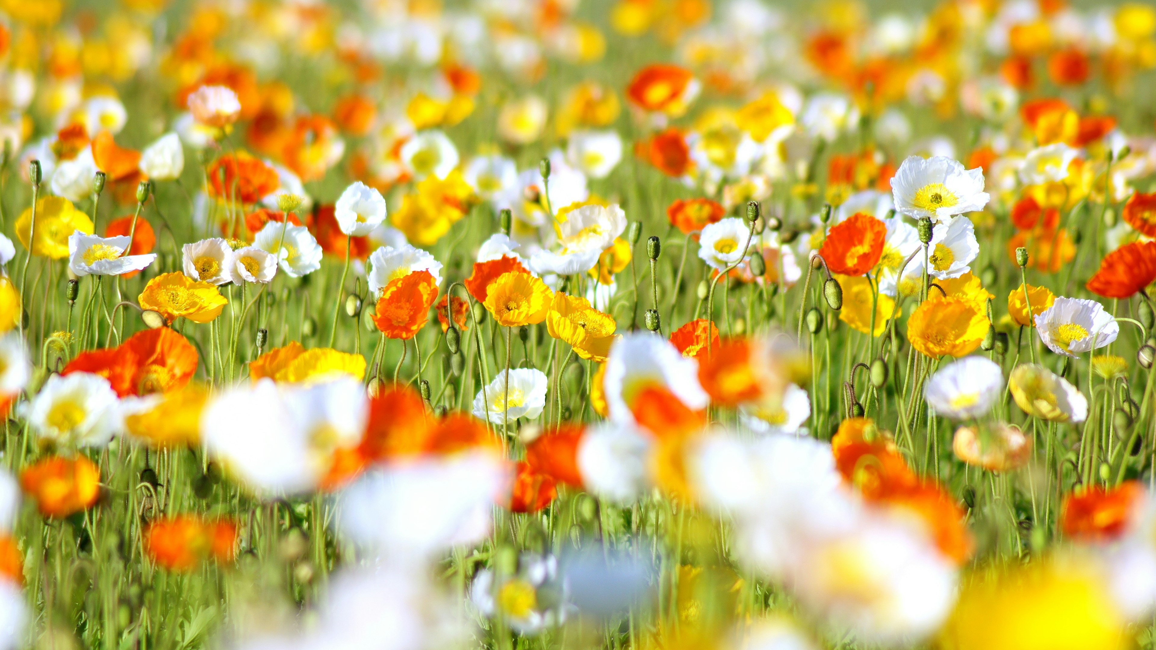 A vibrant field of colorful flowers in various shades