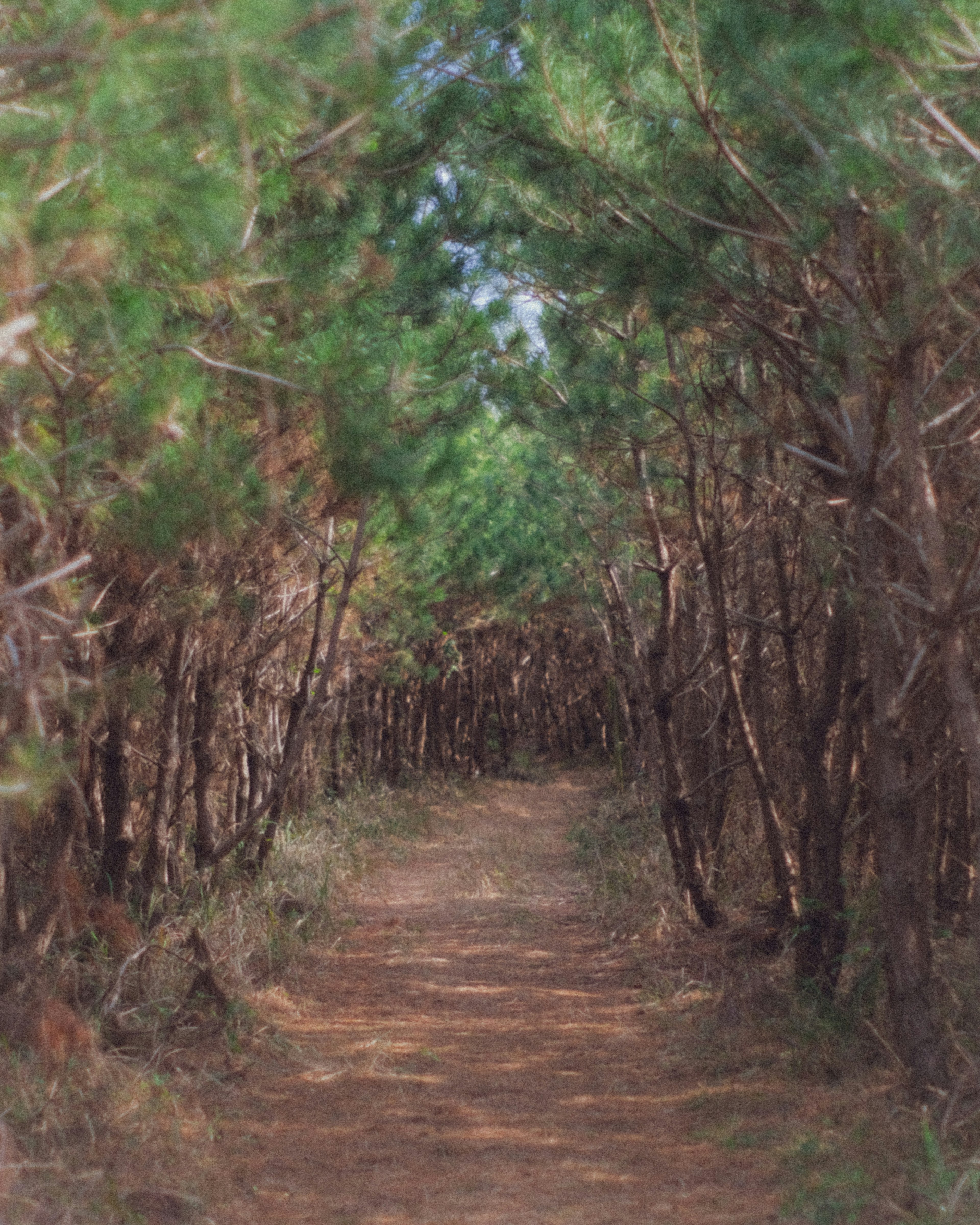 Un chemin serein entouré d'arbres verts