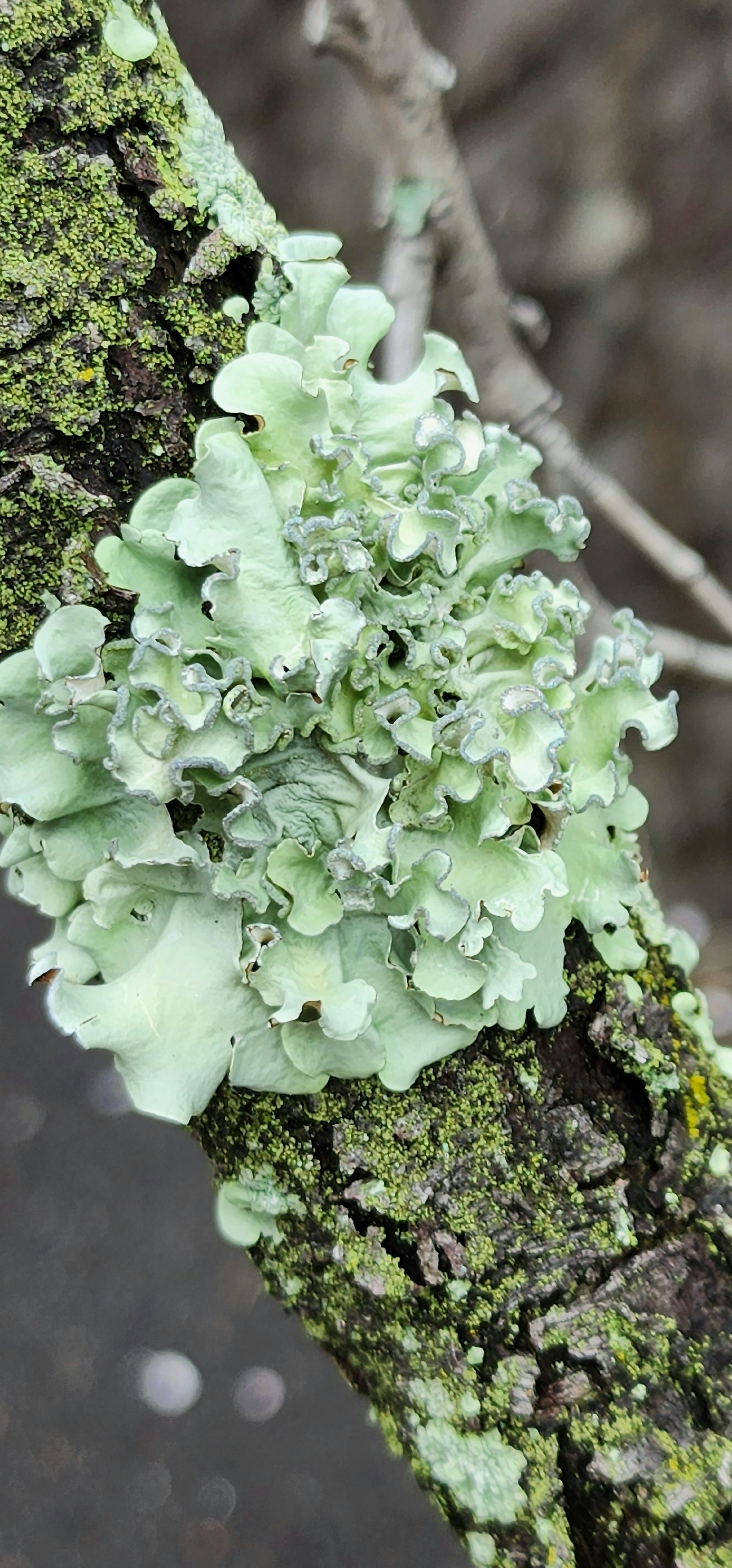 Close-up of green lichen growing on a tree trunk