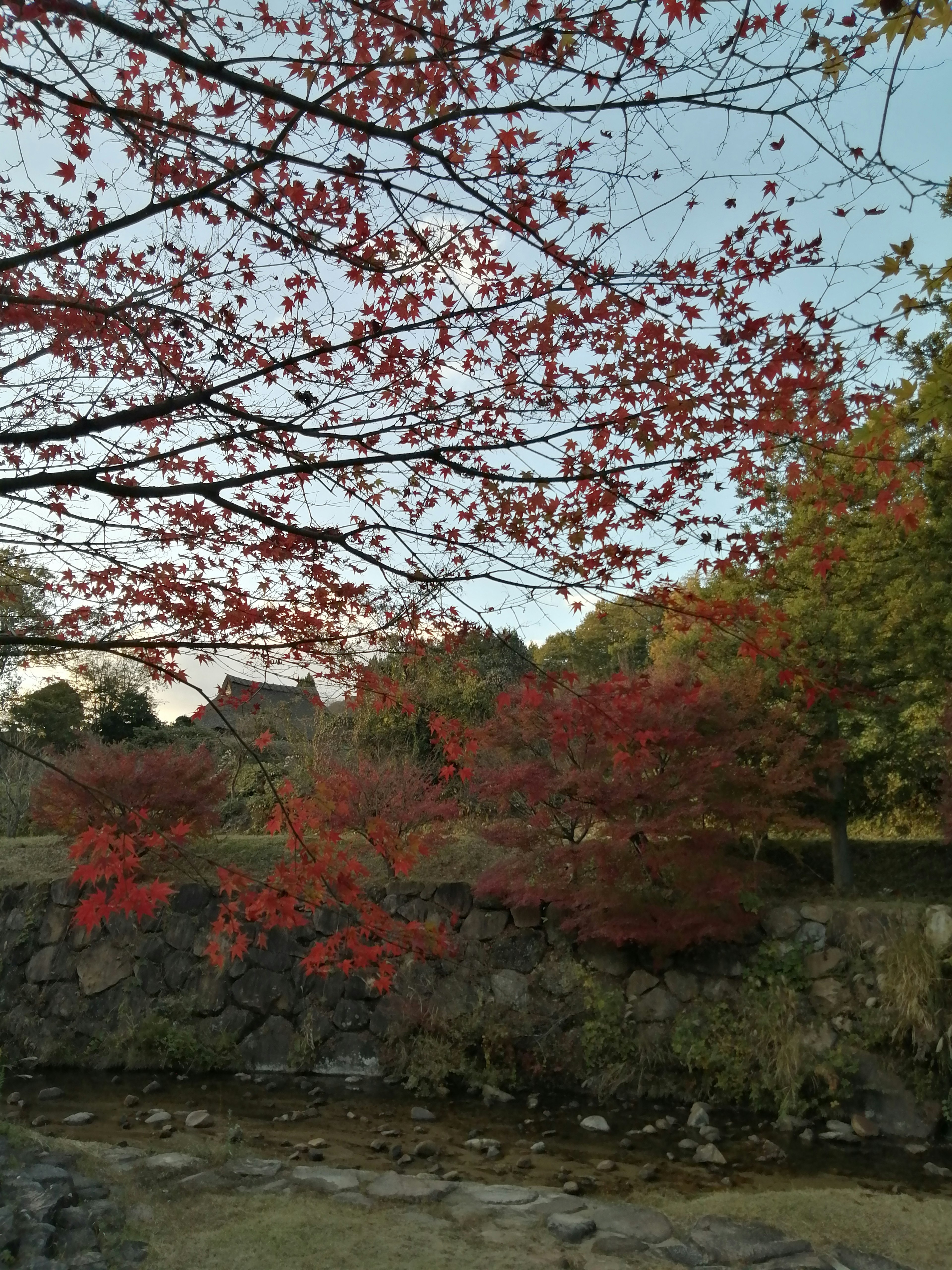 Vista escénica de follaje de otoño con hojas rojas vibrantes y un río tranquilo