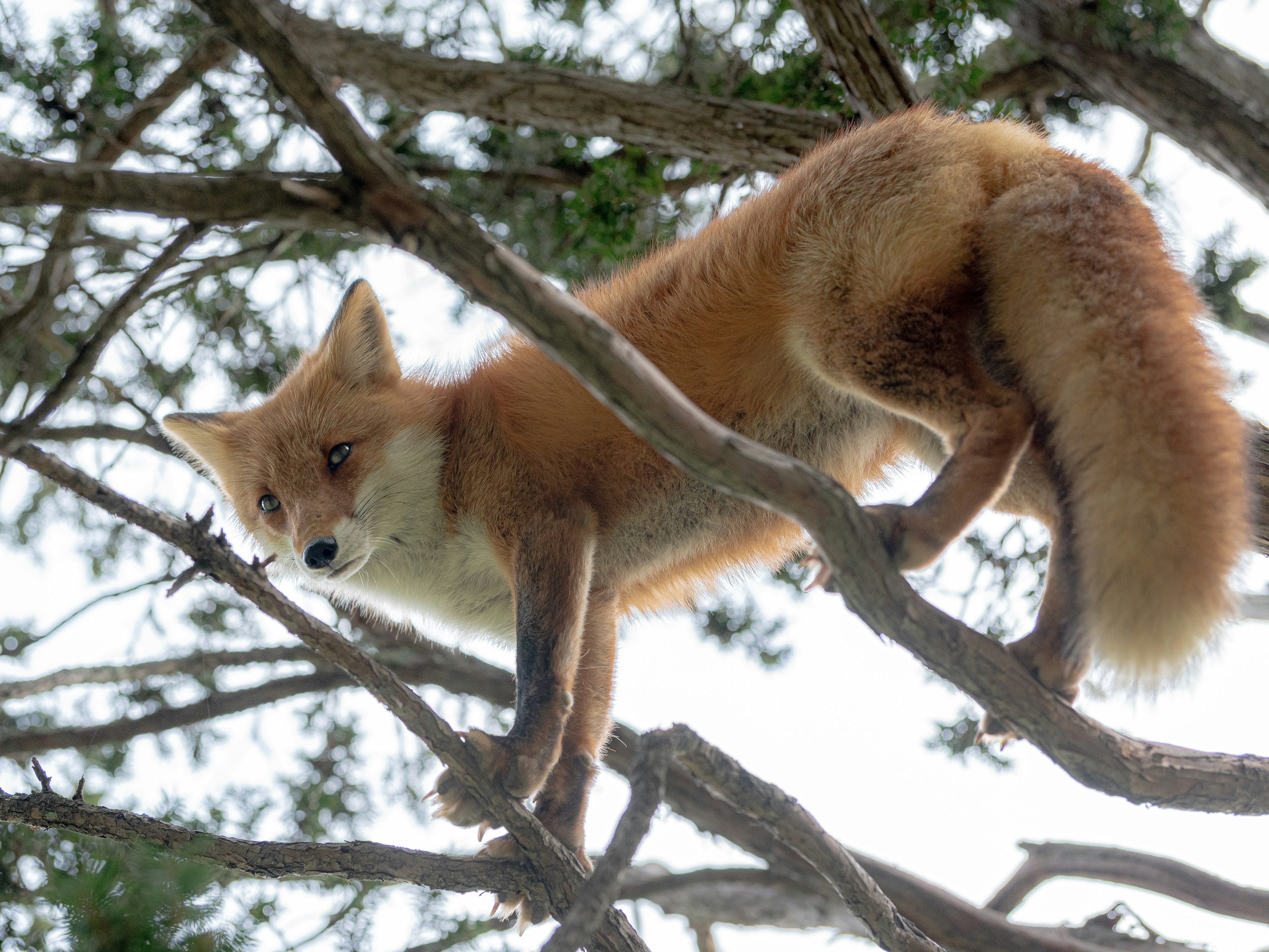 Oranger Fuchs auf einem Baumast