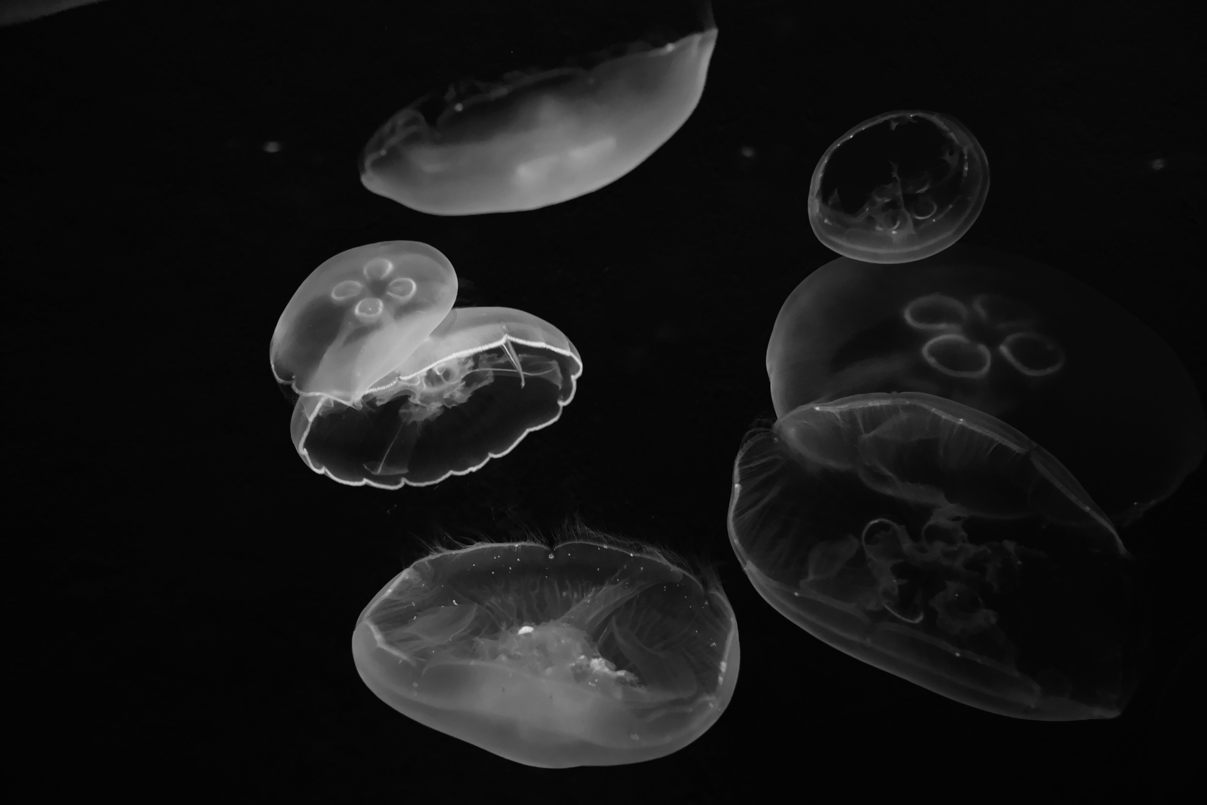 Un grupo de medusas transparentes flotando sobre un fondo negro