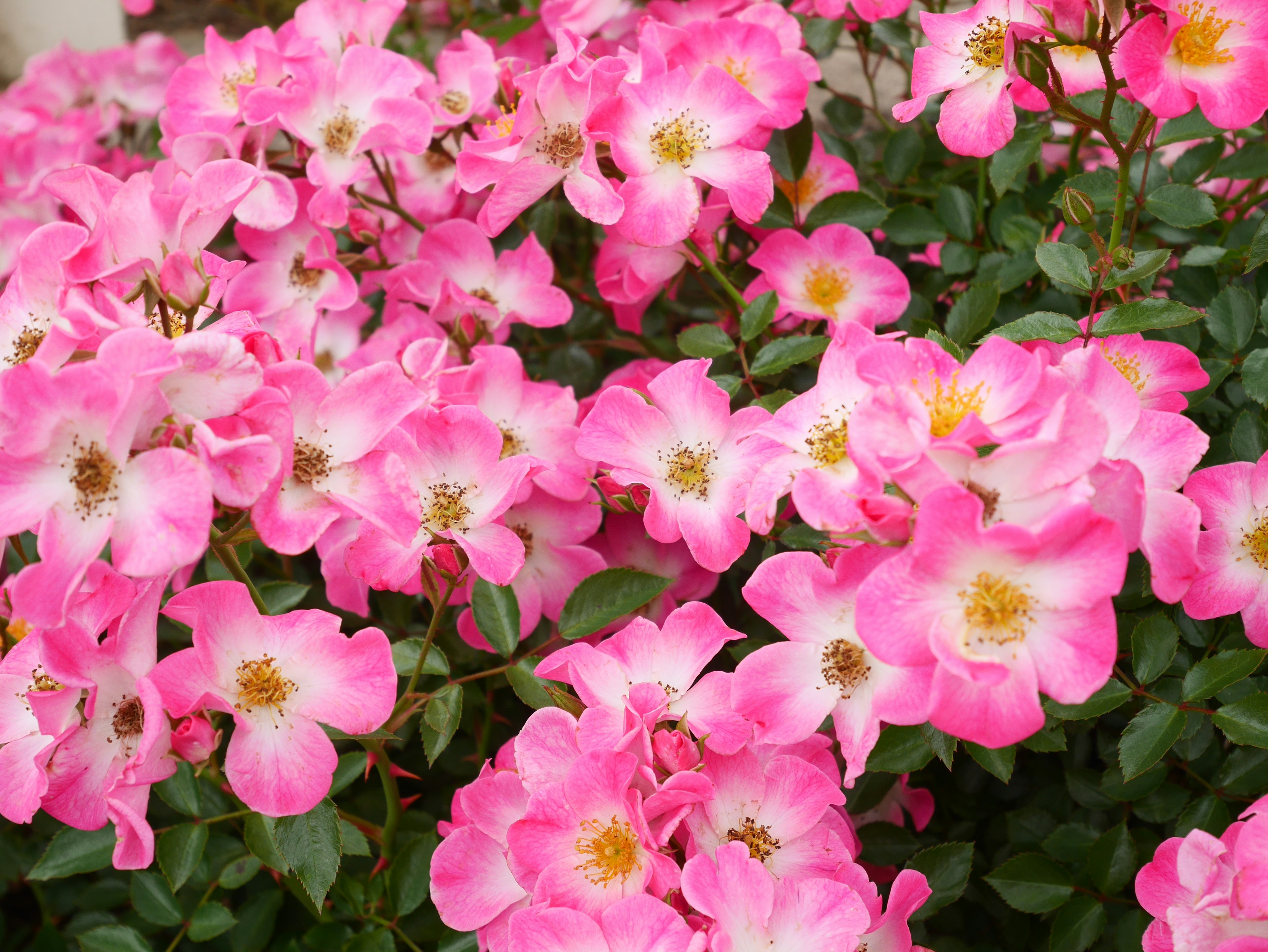 Primo piano di fiori di rose rosa in piena fioritura