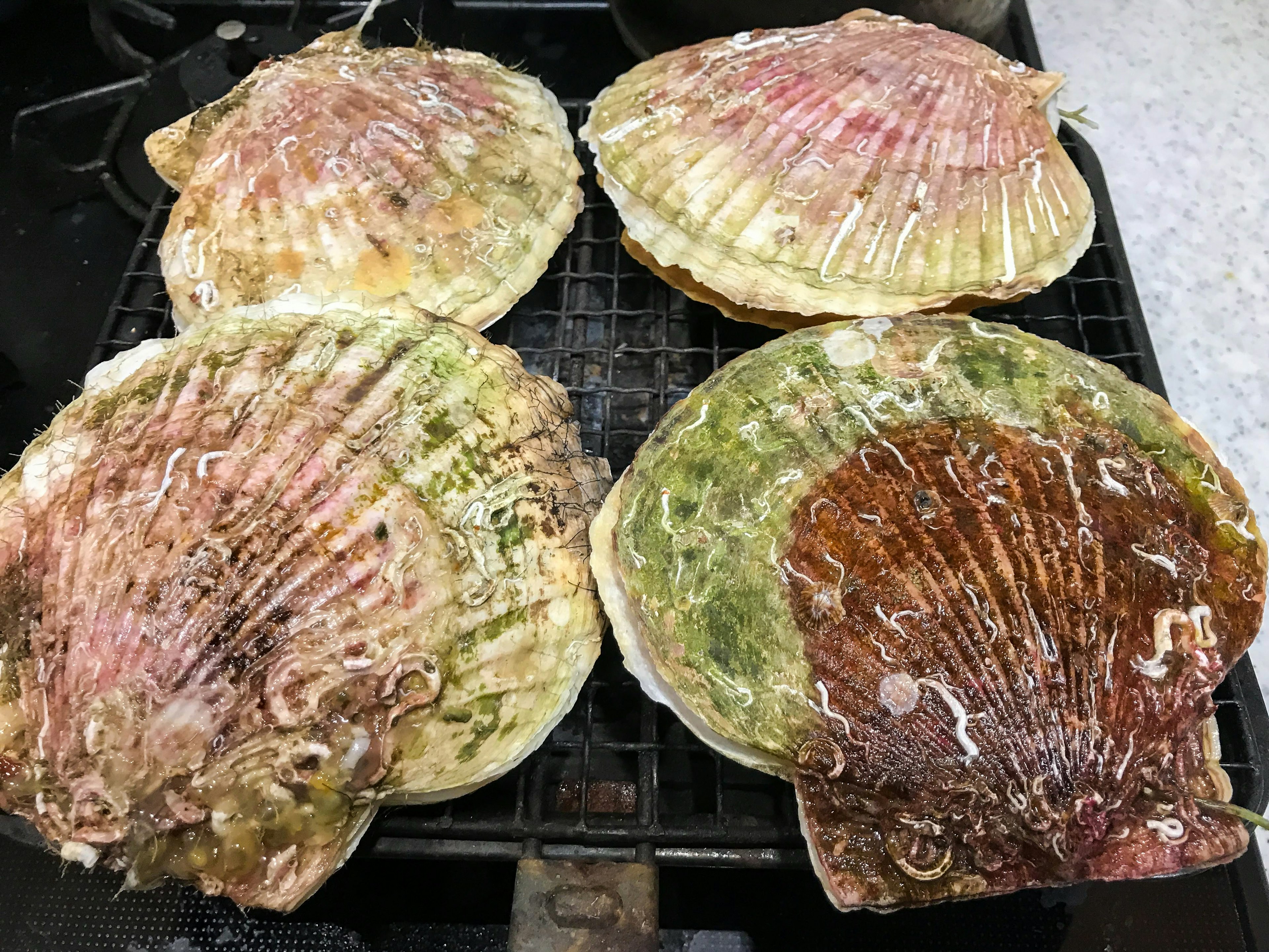 Grilled scallops arranged on a cooking grill