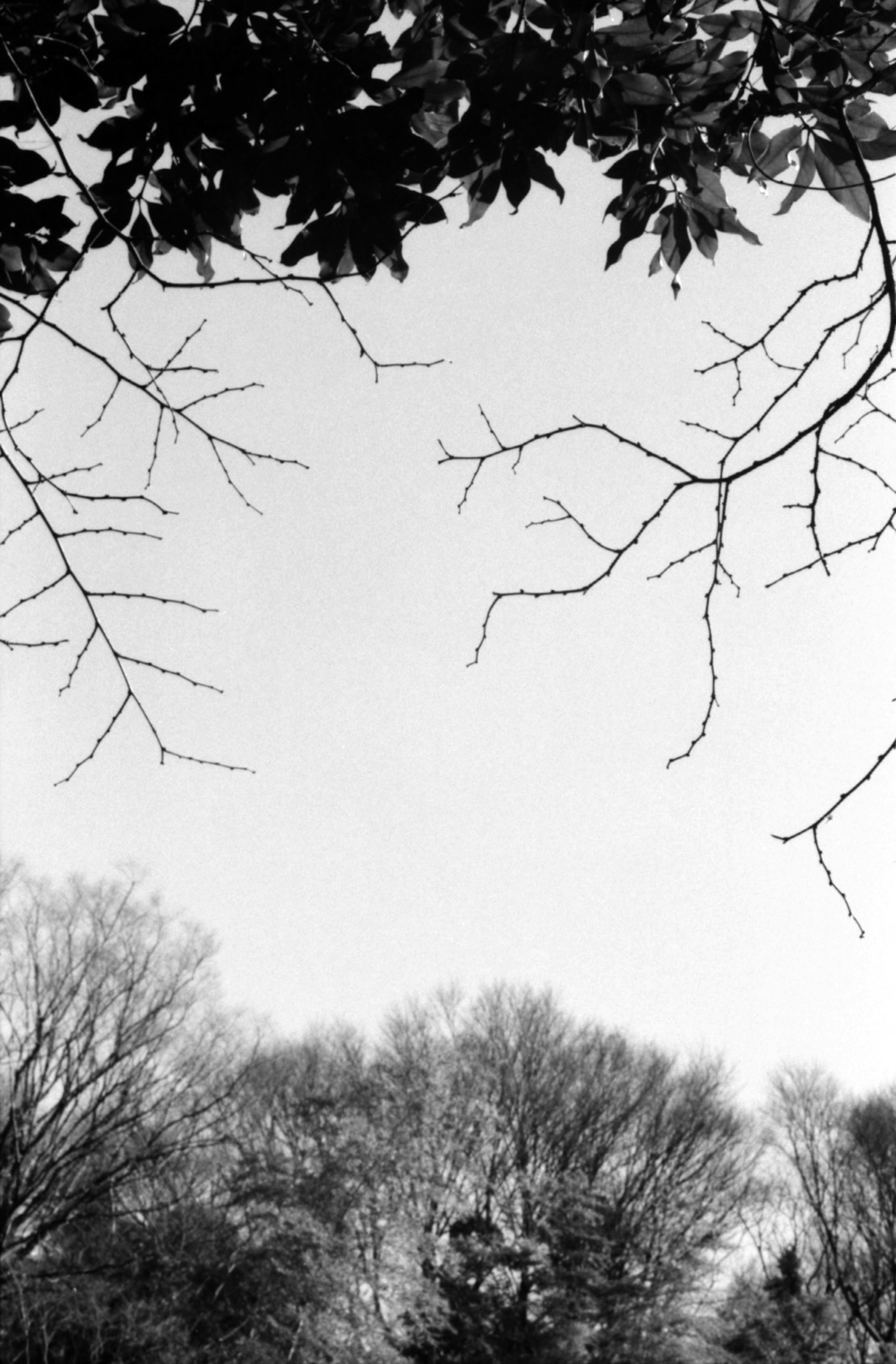 Paisaje en blanco y negro con ramas de árboles y cielo