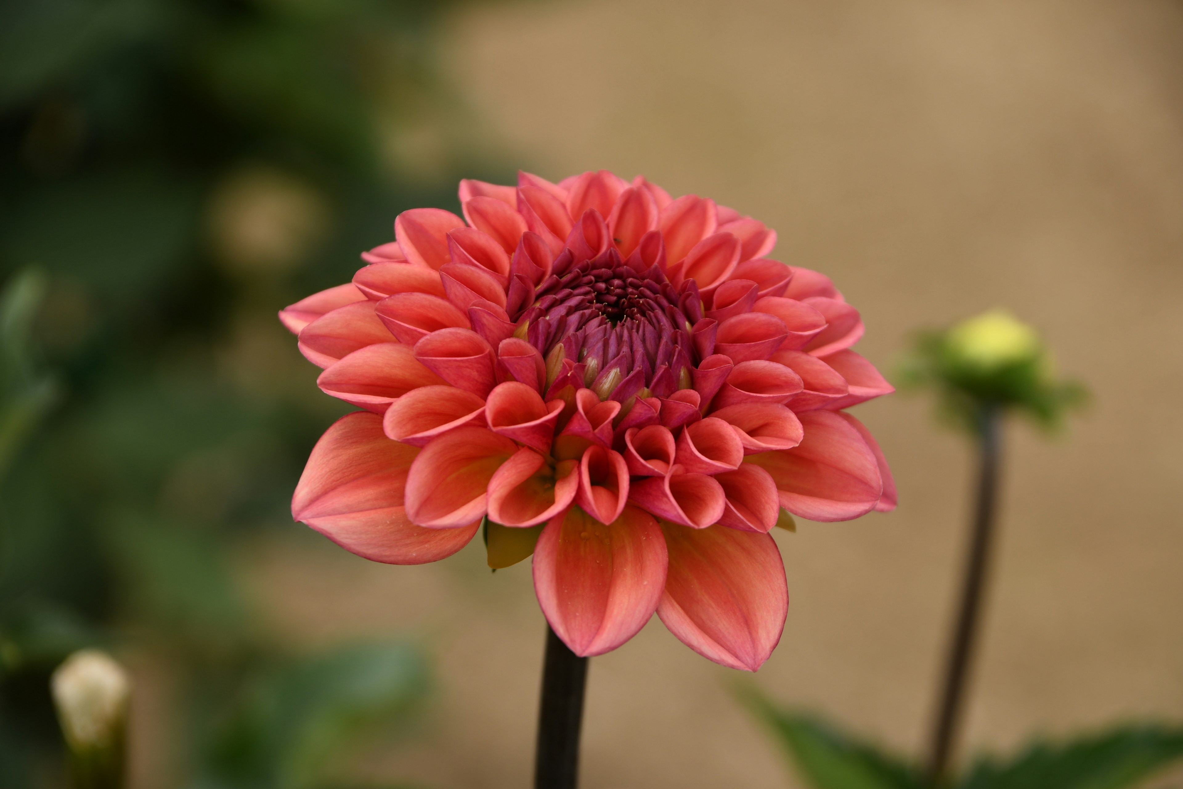 Beautiful pink dahlia flower blooming