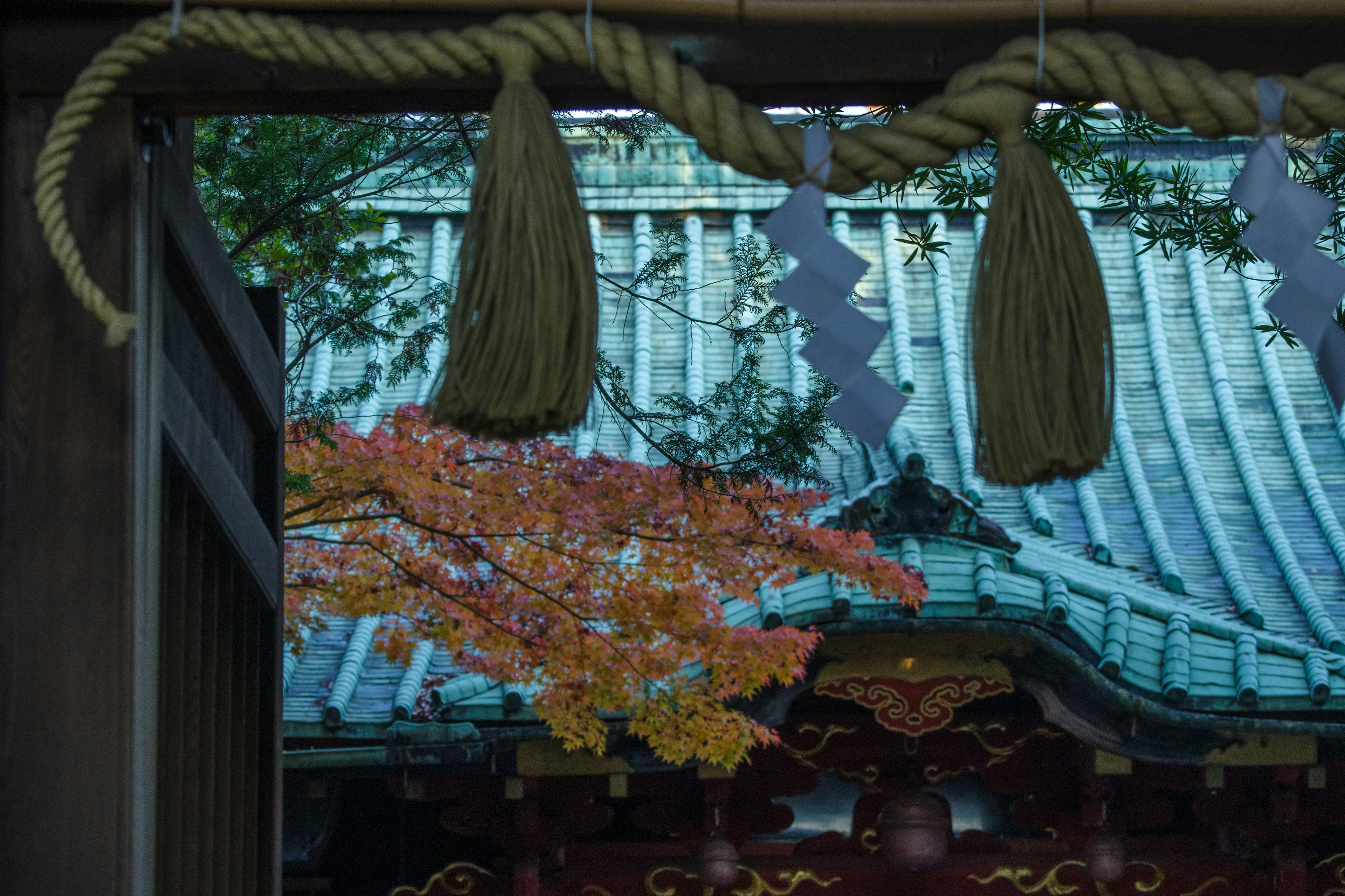 Blick auf Herbstblätter und das Dach des Tempels durch ein Torii