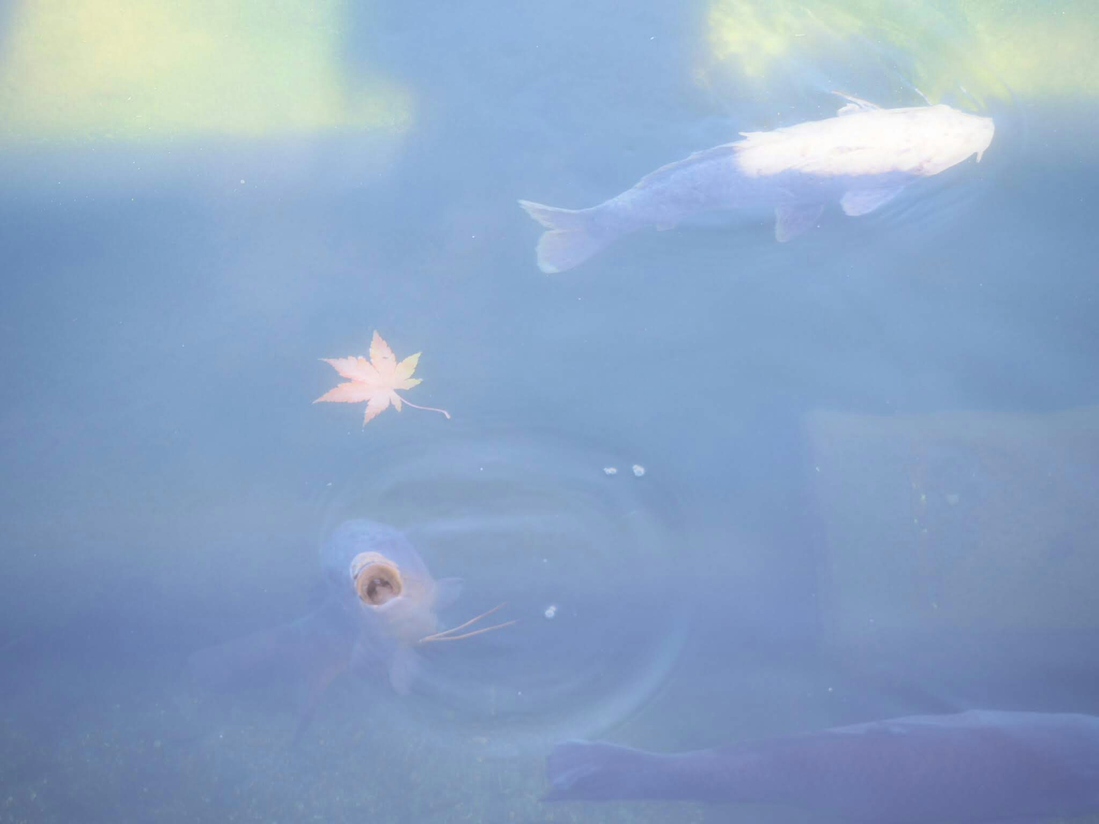 水中に浮かぶ鮮やかな紅葉の葉と魚の姿が見える静かな風景