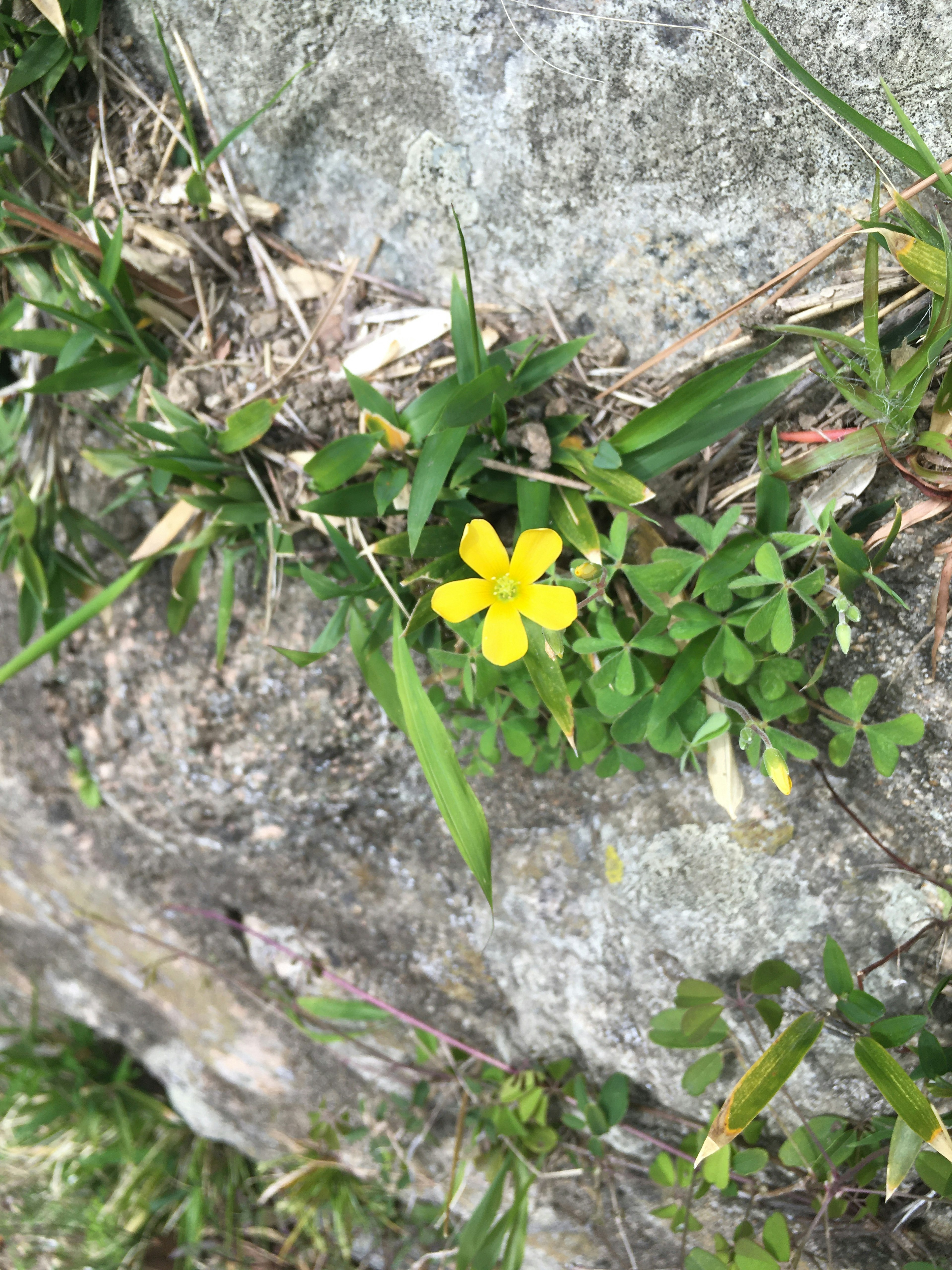 Fiore giallo che sboccia su una roccia con foglie verdi