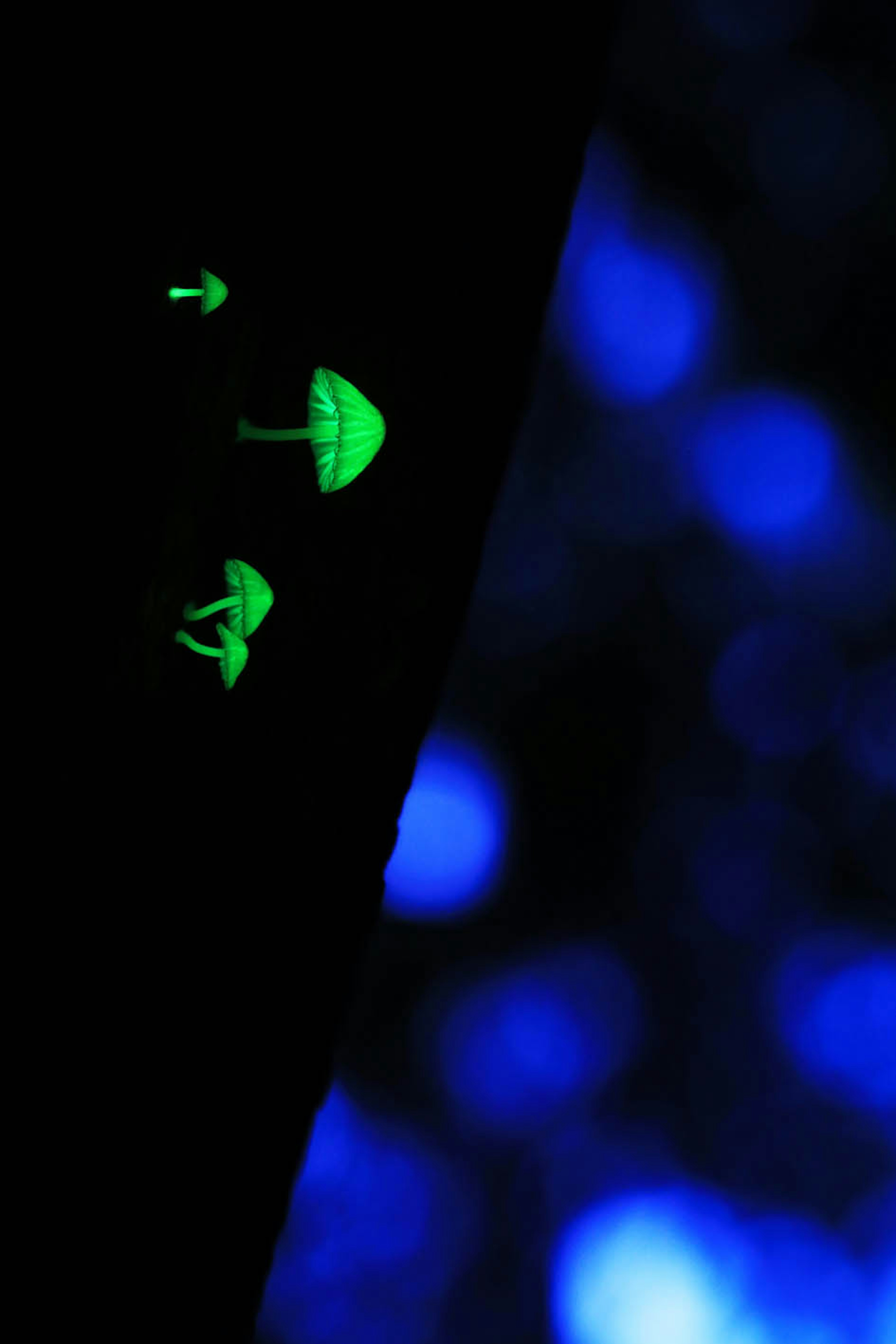 Image showing glowing green mushrooms against a blue background