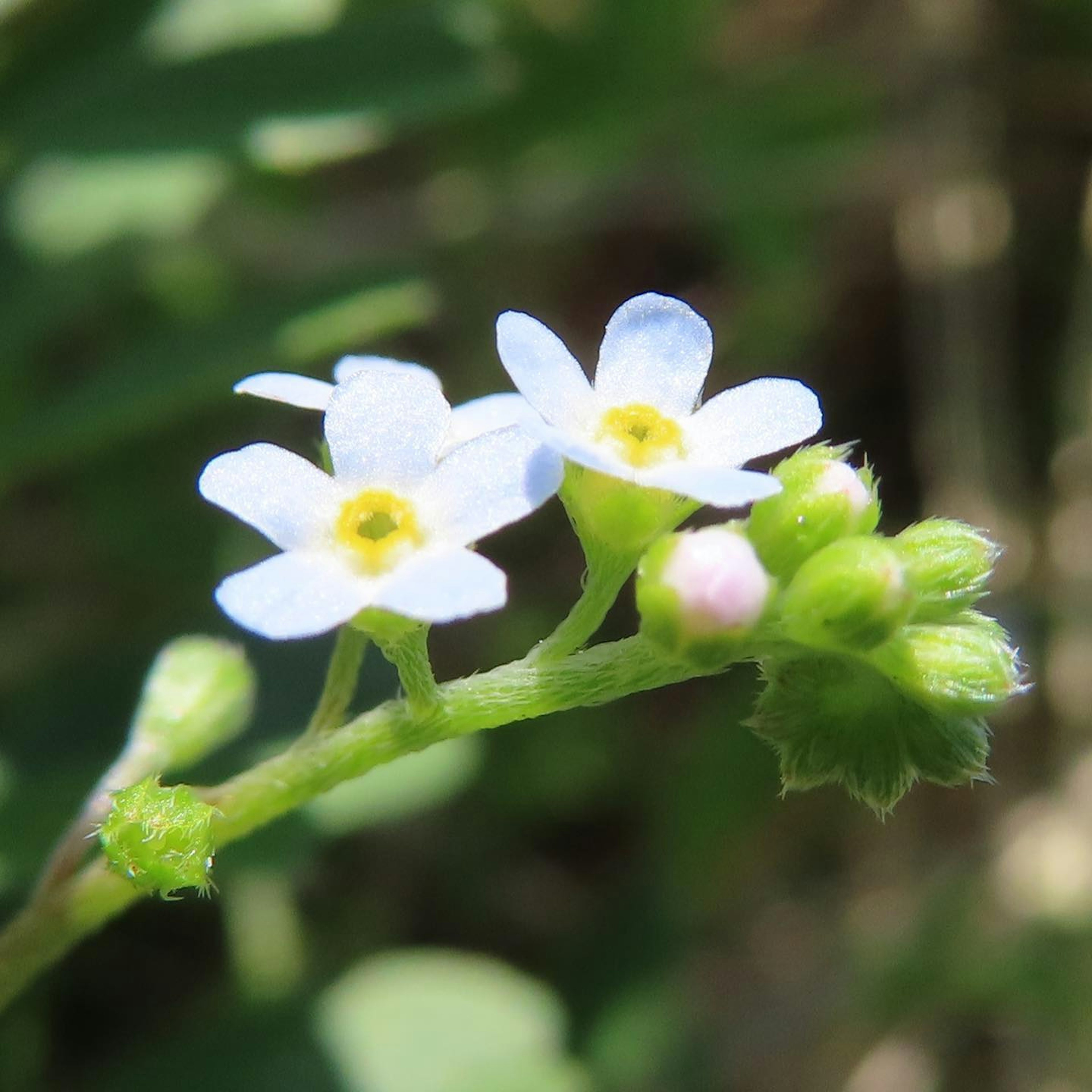 Primo piano di un piccolo fiore blu con centro giallo e gemme verdi