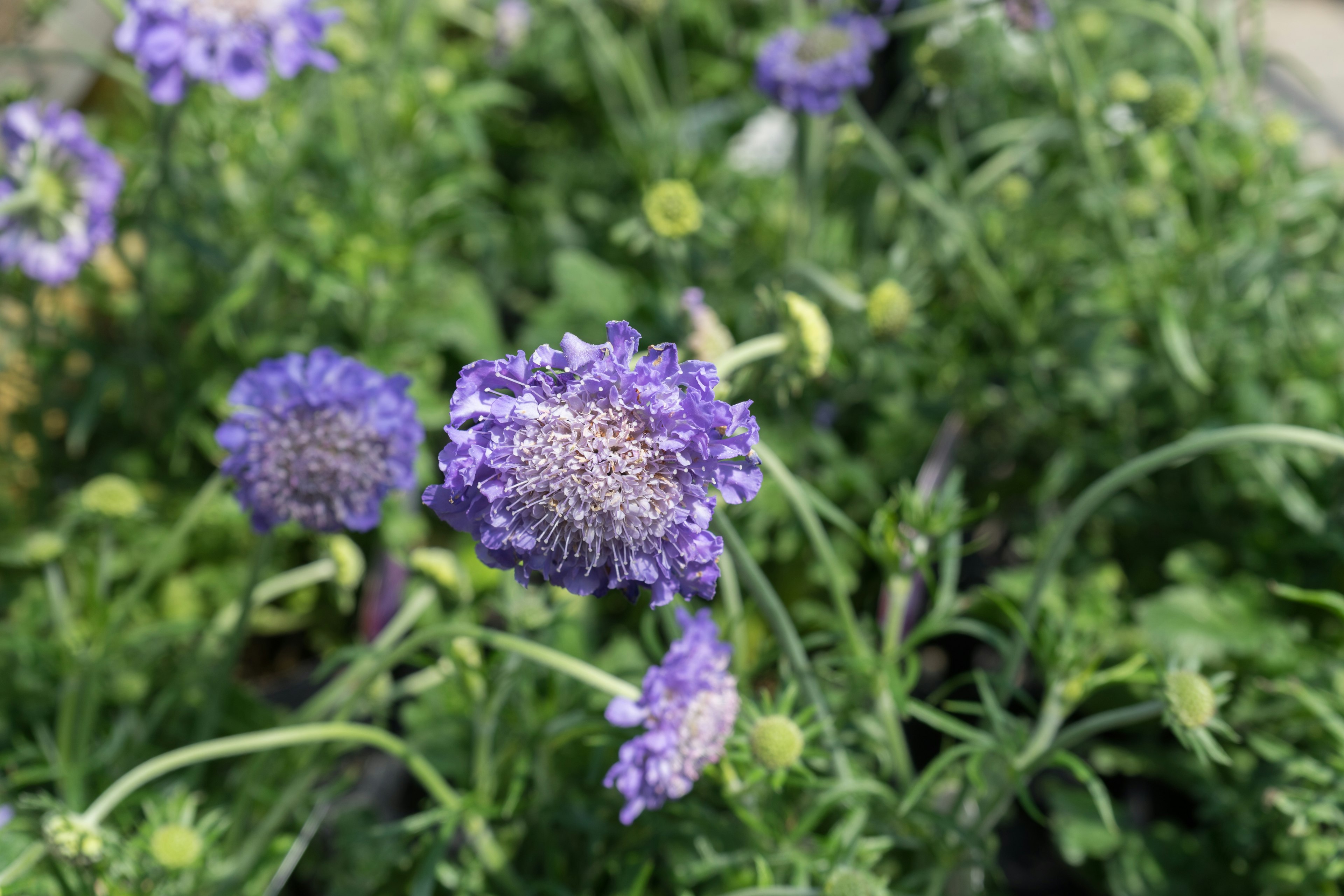 Nahaufnahme von lila Blumen mit grünem Laub