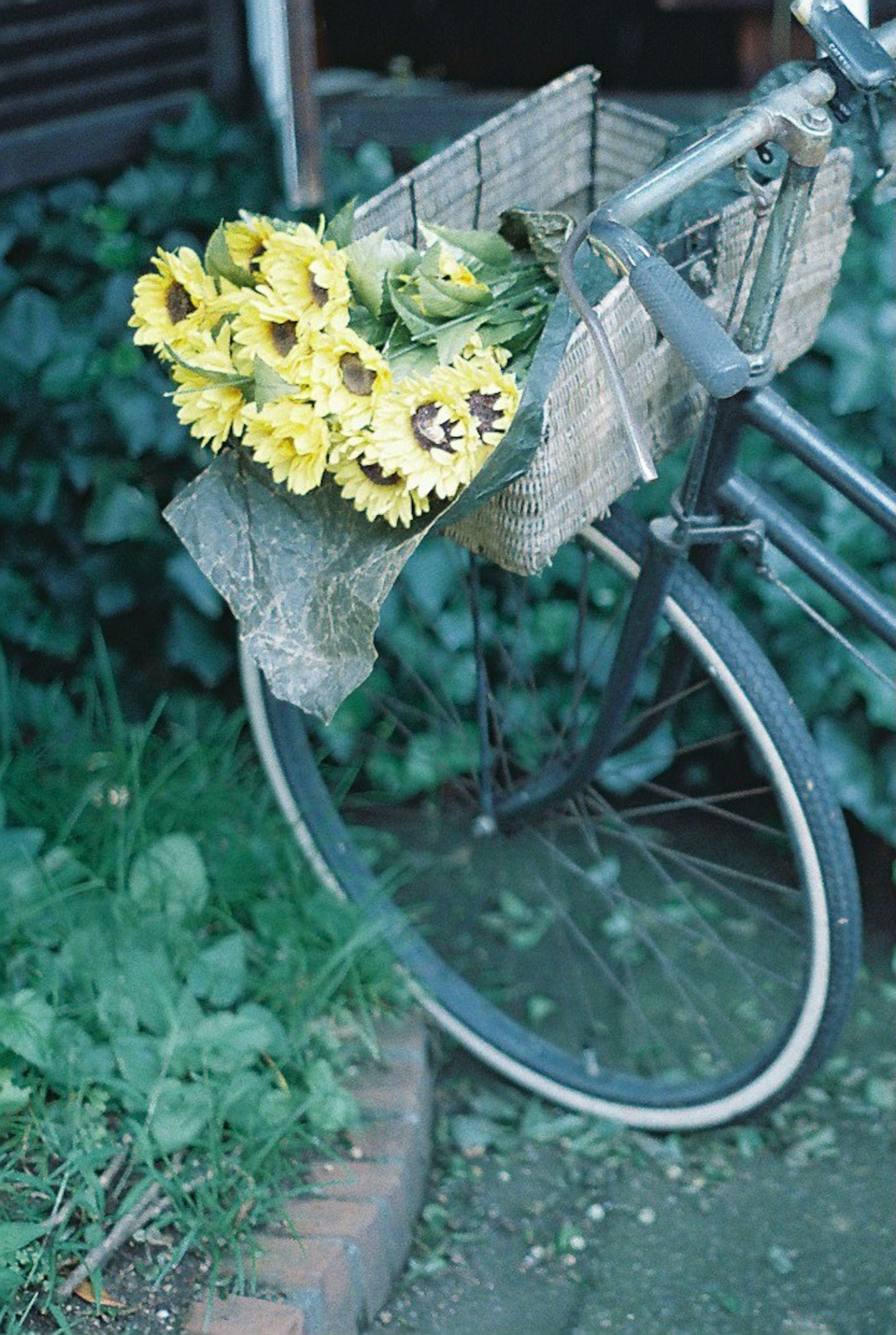 Un vélo vintage avec un panier rempli de tournesols jaunes