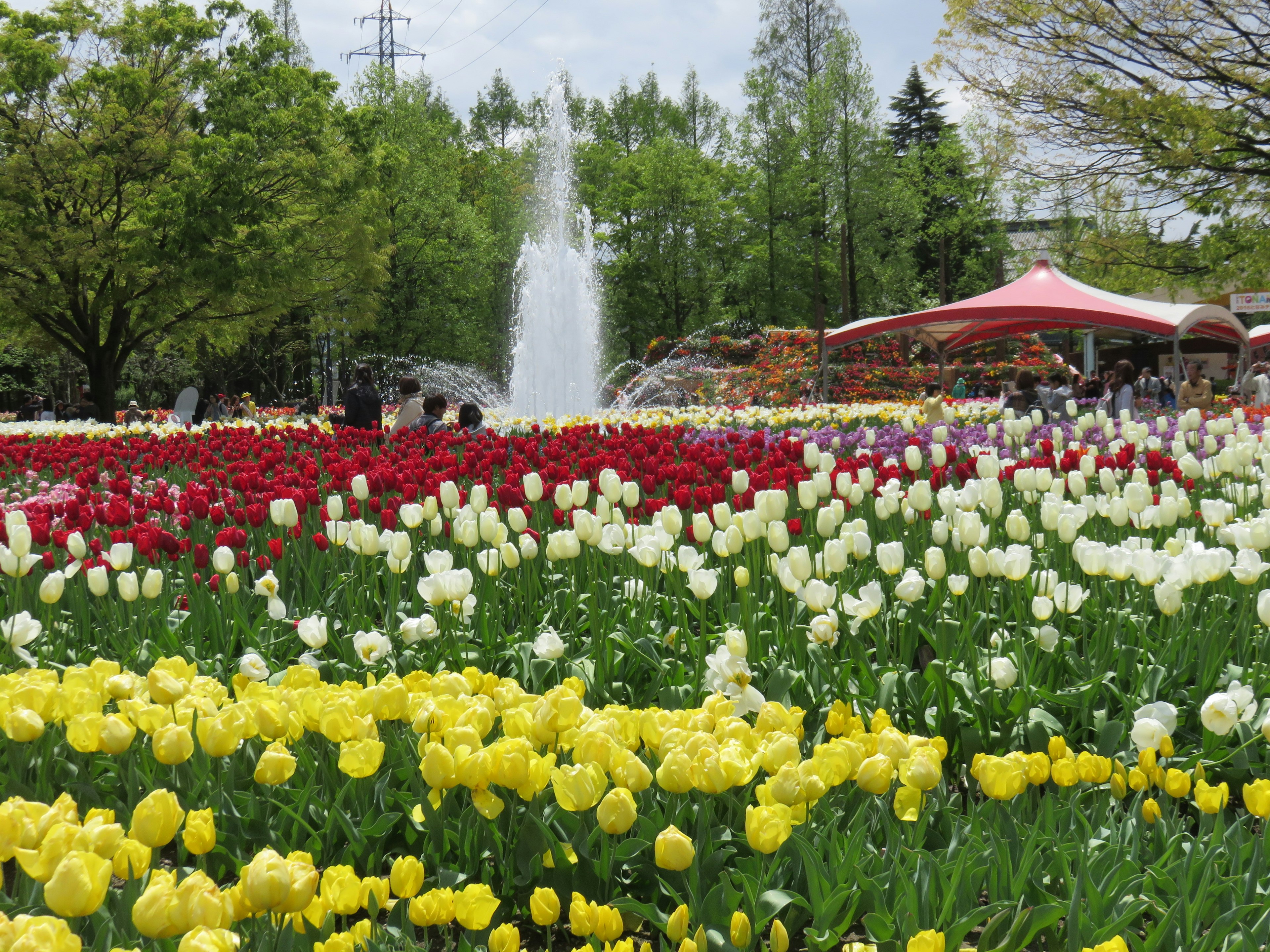 Campo de tulipanes coloridos en un parque con fuente y una tienda roja