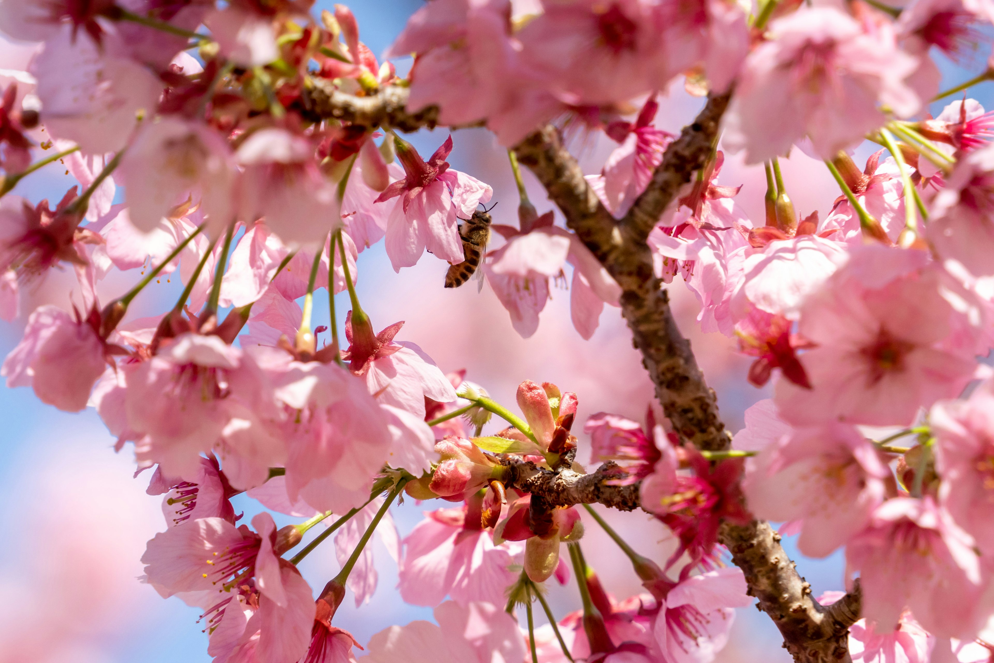 桜の花が咲いている枝のクローズアップ