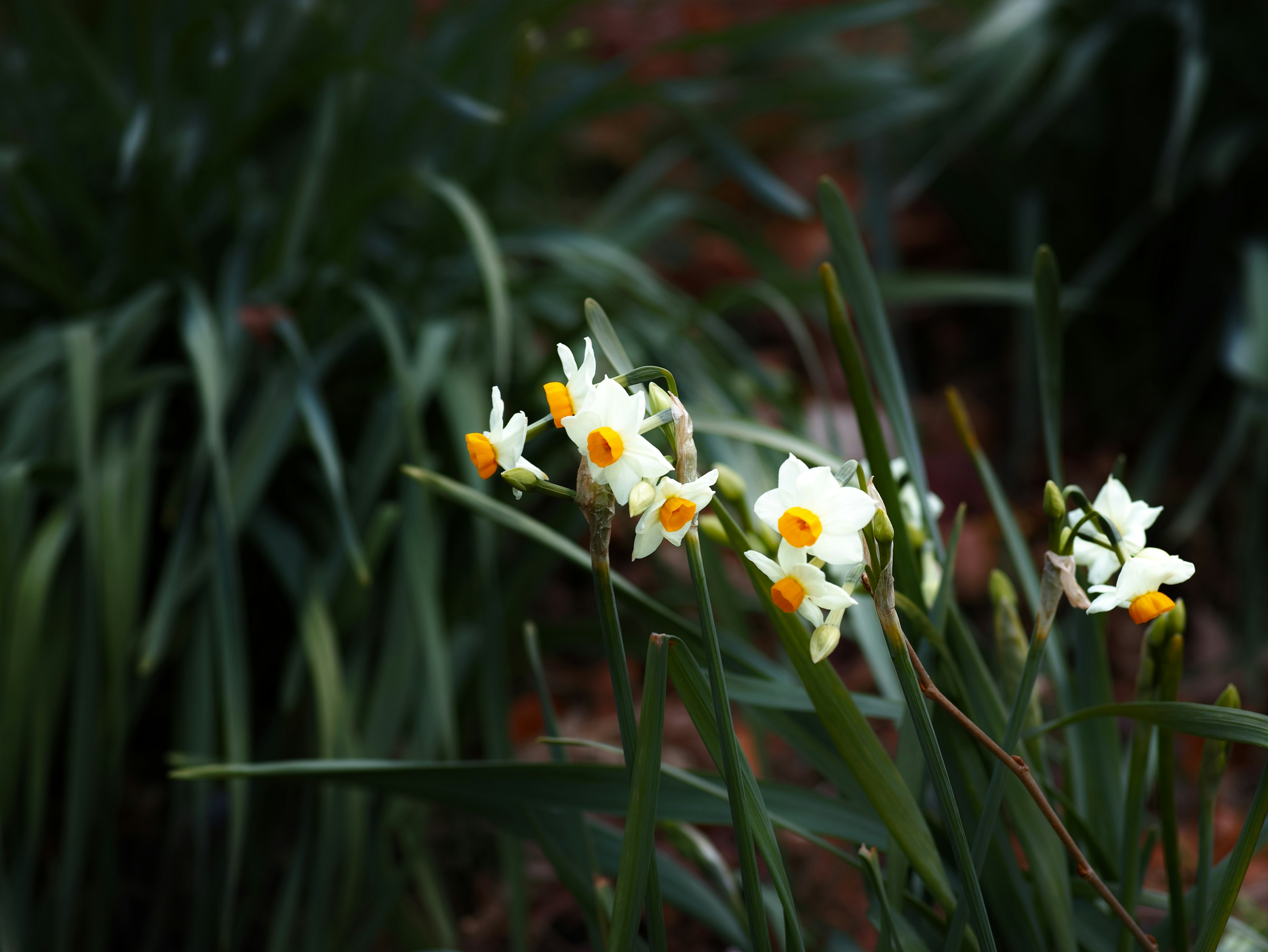 Bunga daffodil putih mekar di antara daun hijau