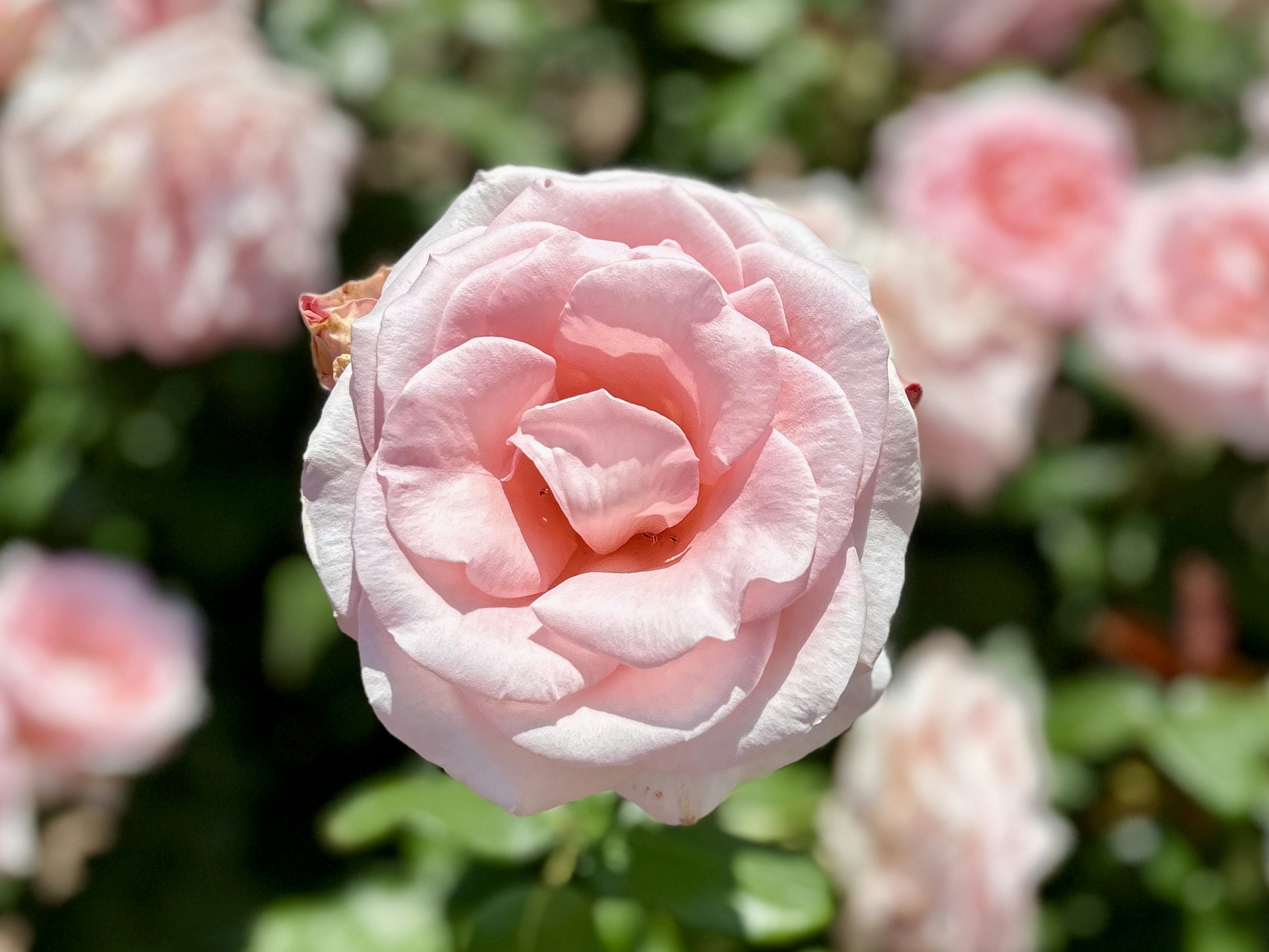 淡いピンク色のバラの花が鮮やかに咲いている