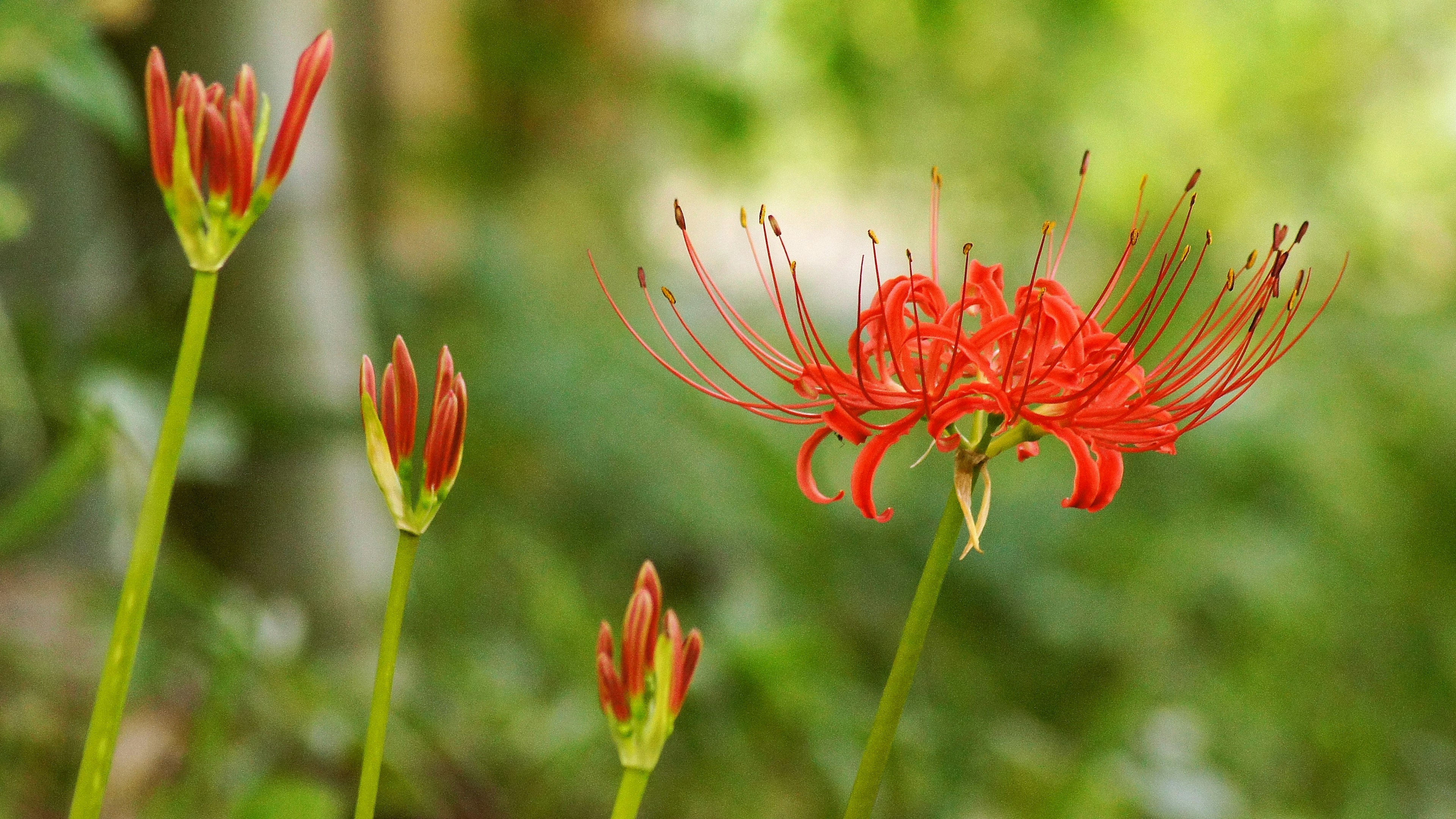 Fleurs de lys araignée rouges dans un jardin