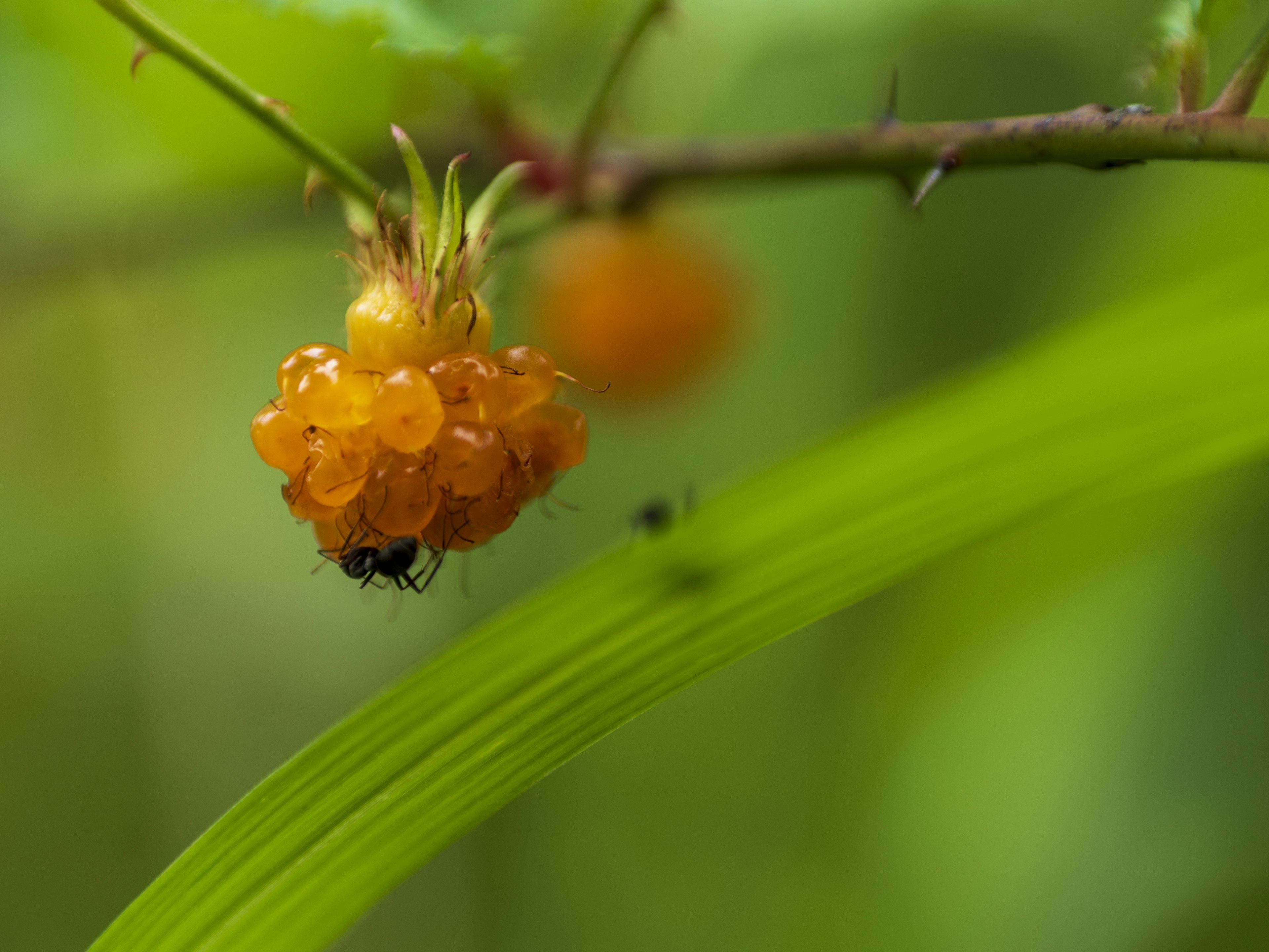 Kedekatan buah oranye di cabang dengan daun hijau