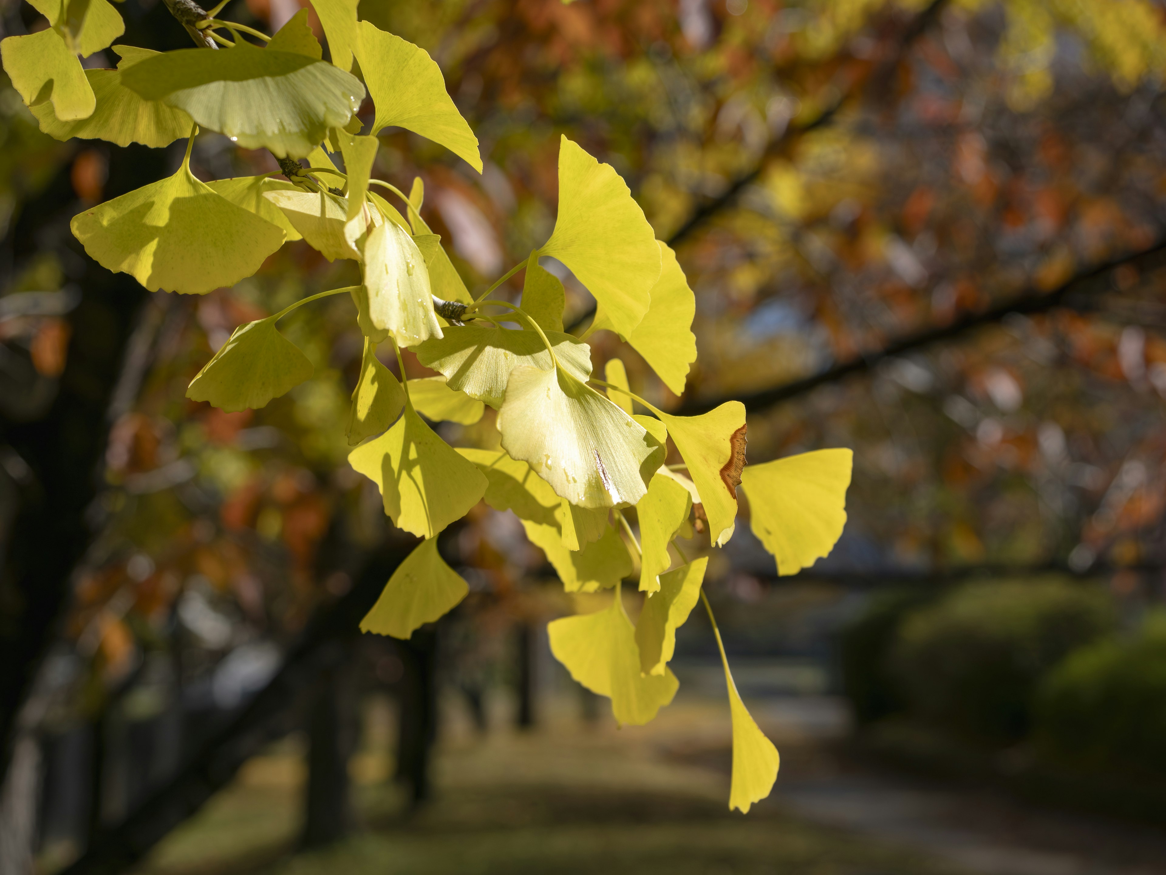 Daun ginkgo kuning cerah di latar belakang musim gugur yang kabur