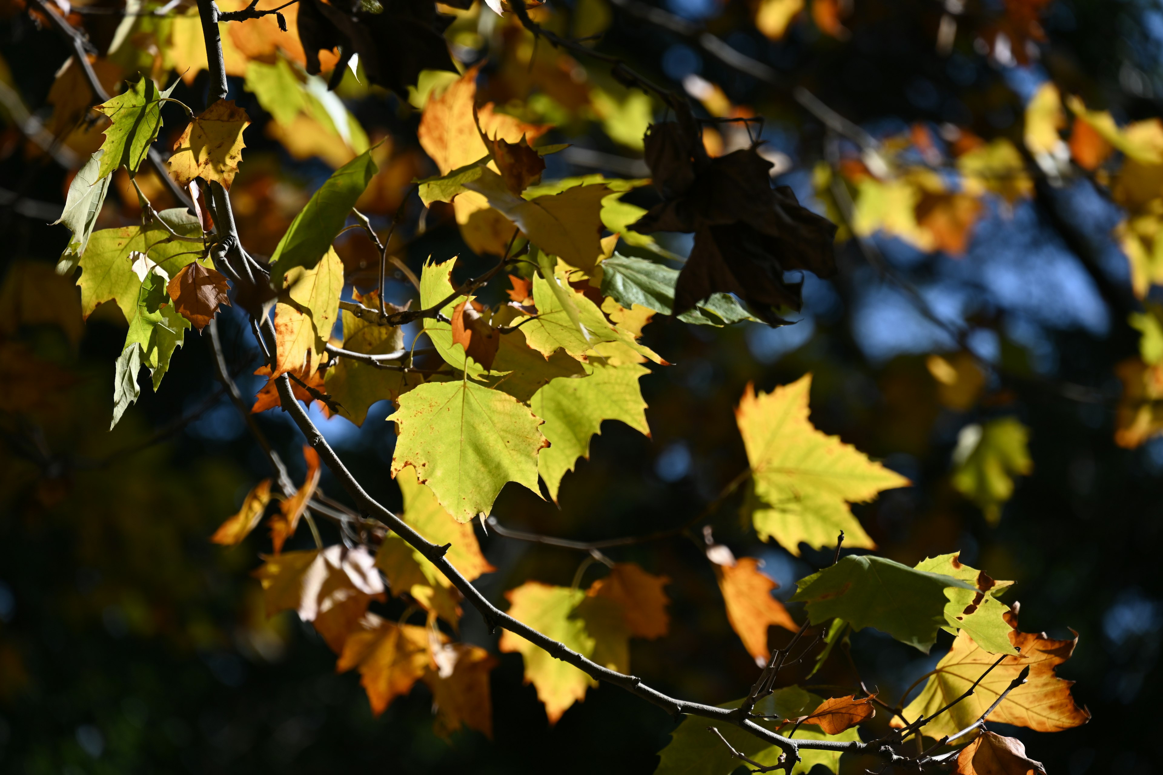 Close-up of colorful leaves on a branch