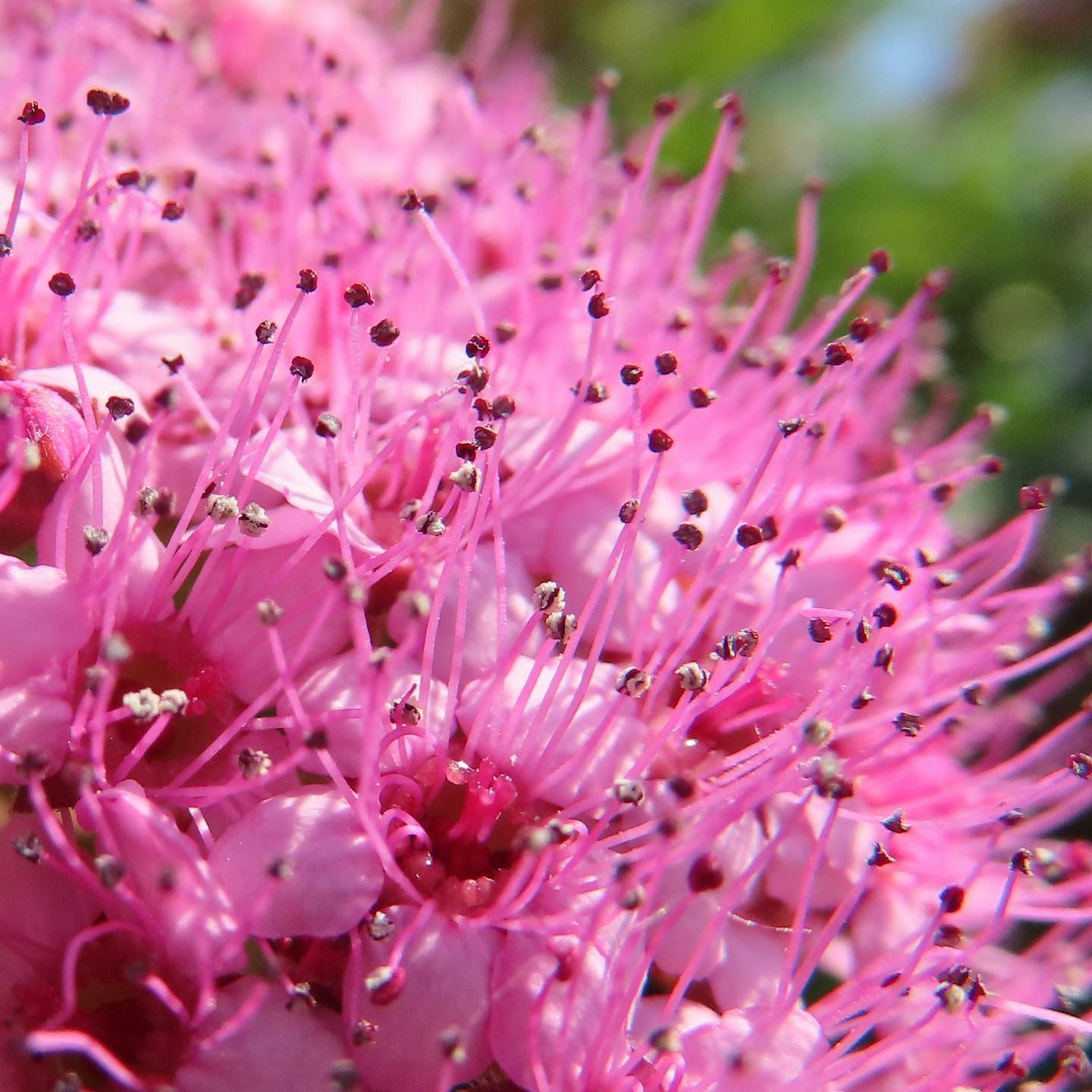 Primo piano di una pianta con petali rosa vivaci e stami lunghi