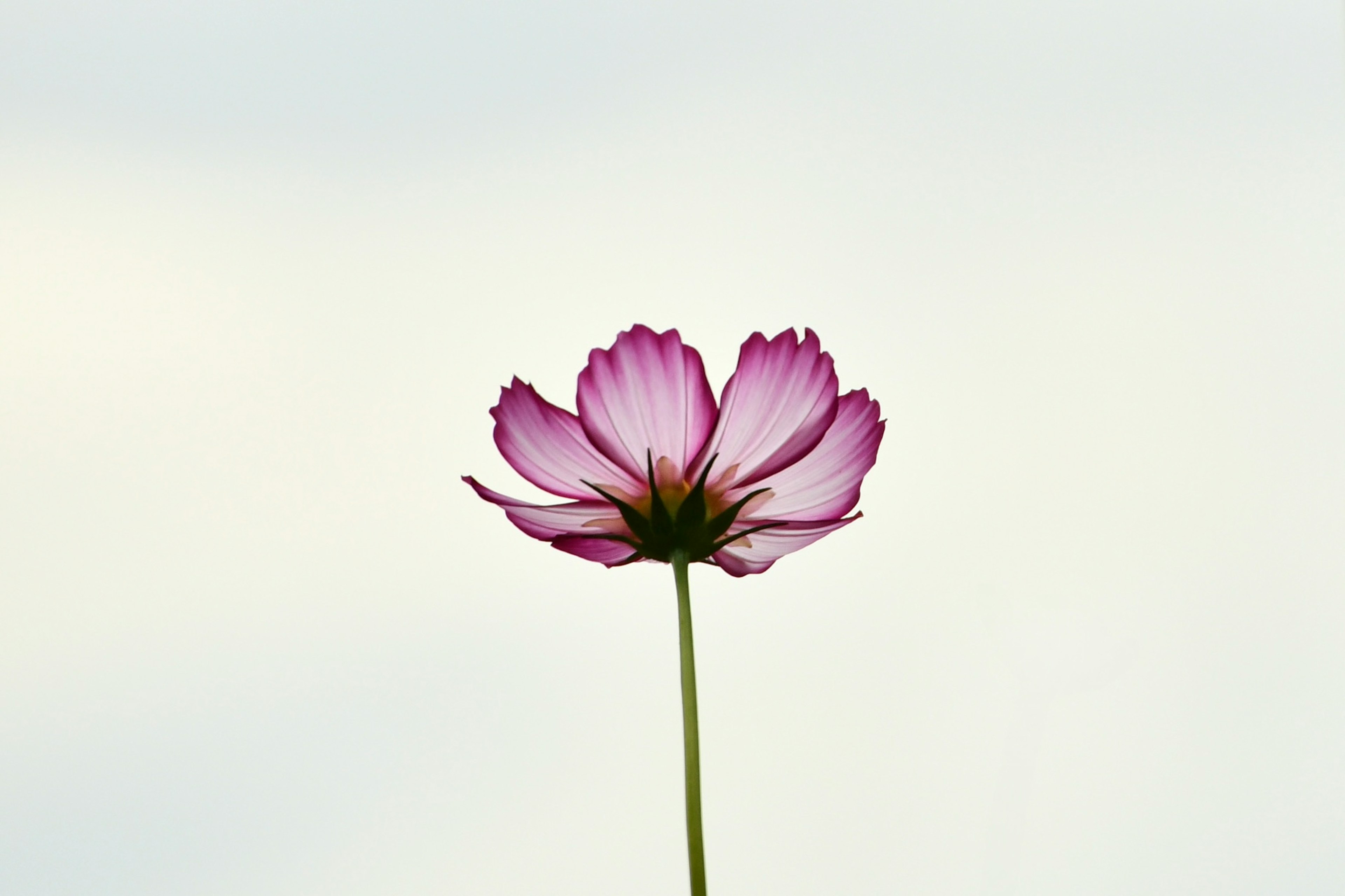 薄紫色の花が青空の下で咲いている