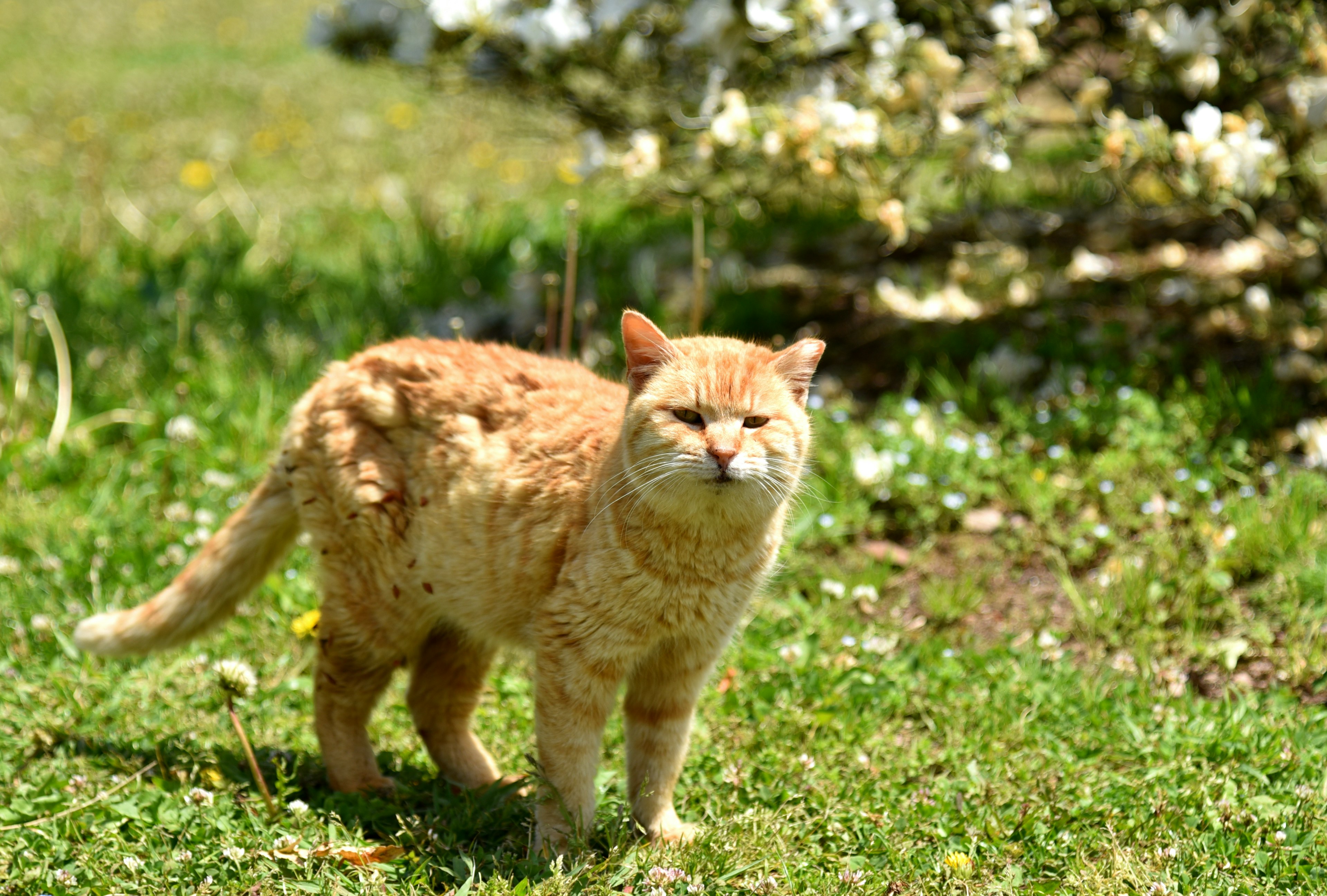 Gato naranja de pie en la hierba con flores al fondo