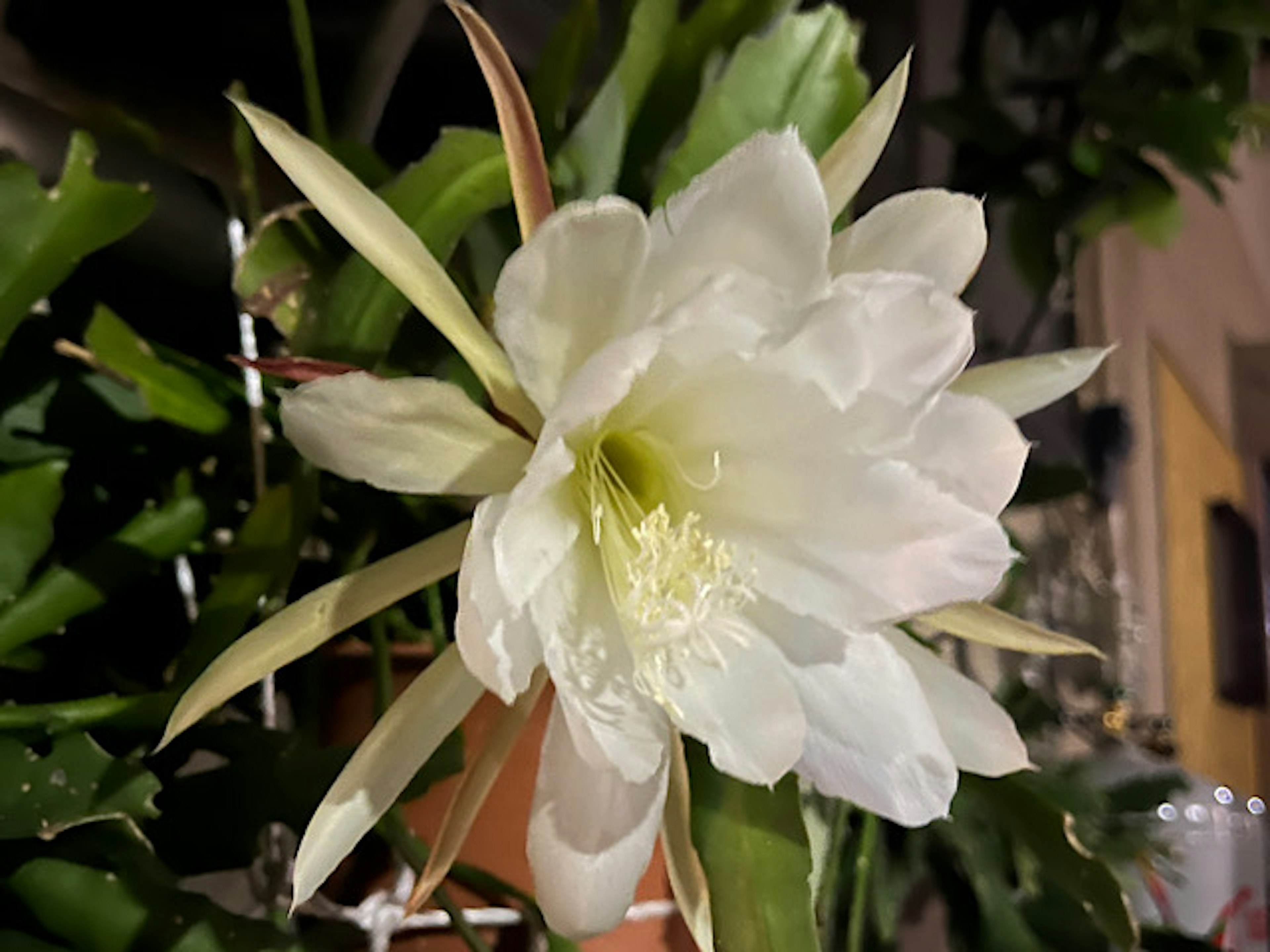 Schöne nachtblühende Kaktusblüte mit weißen Blütenblättern