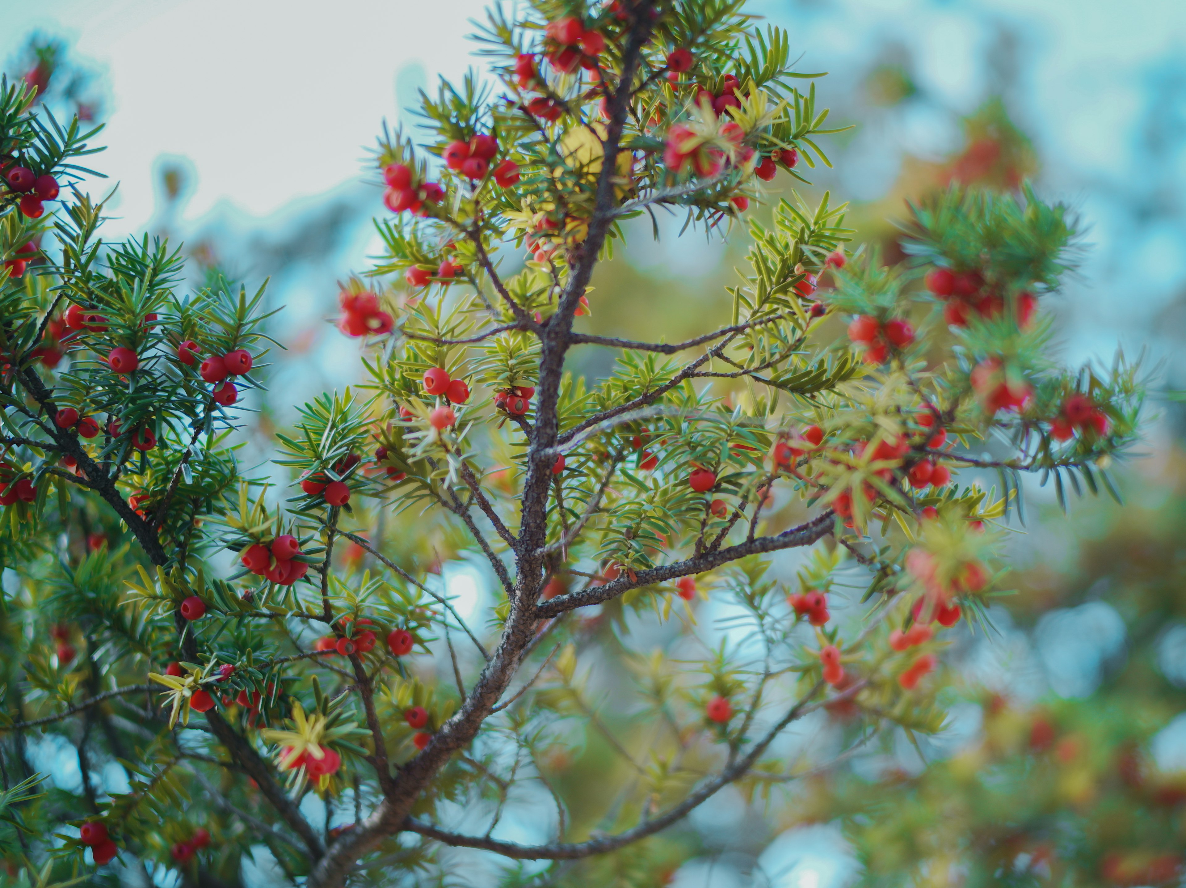 Primo piano di un ramo di albero verde con bacche rosse