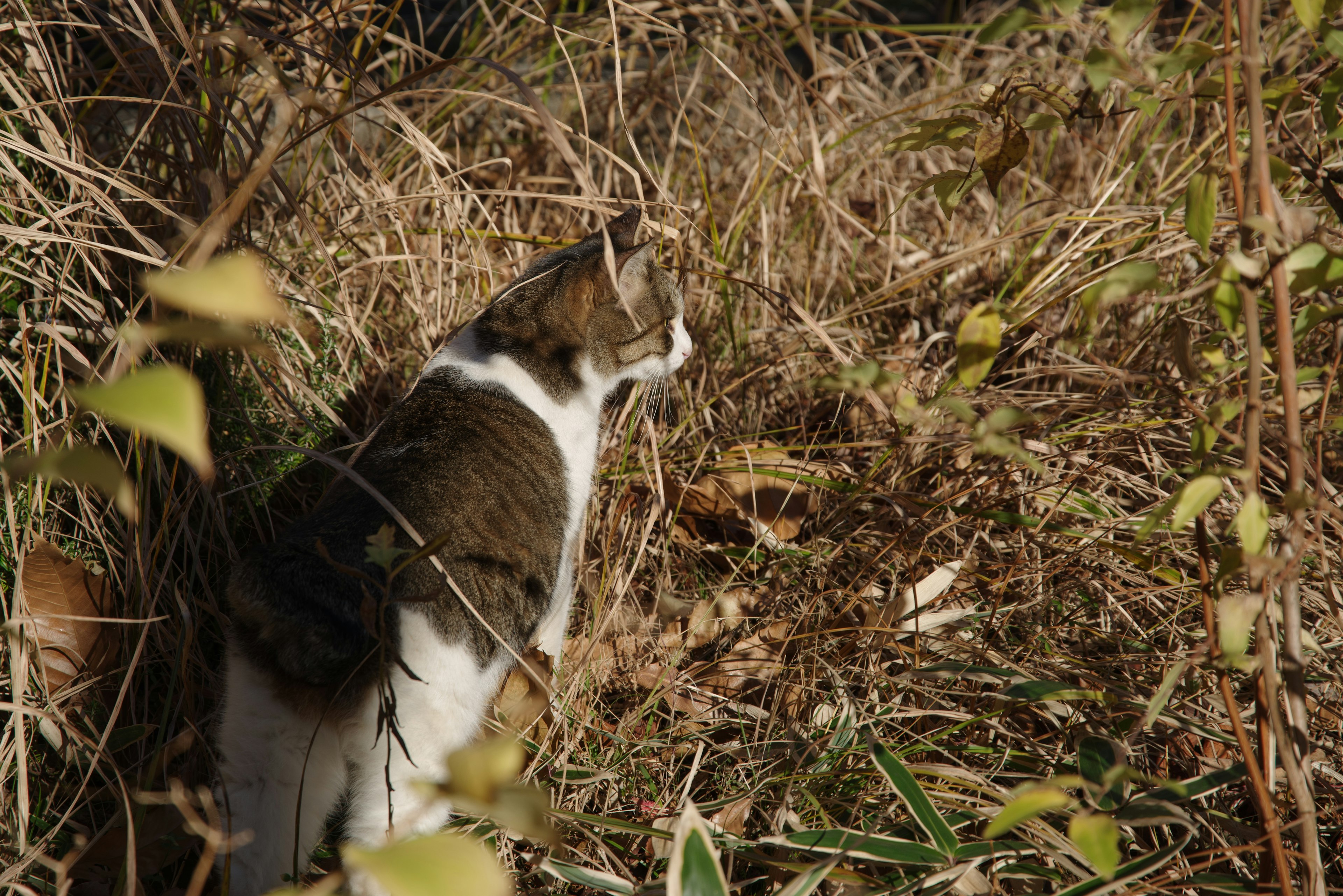 Seekor kucing melihat ke area berumput