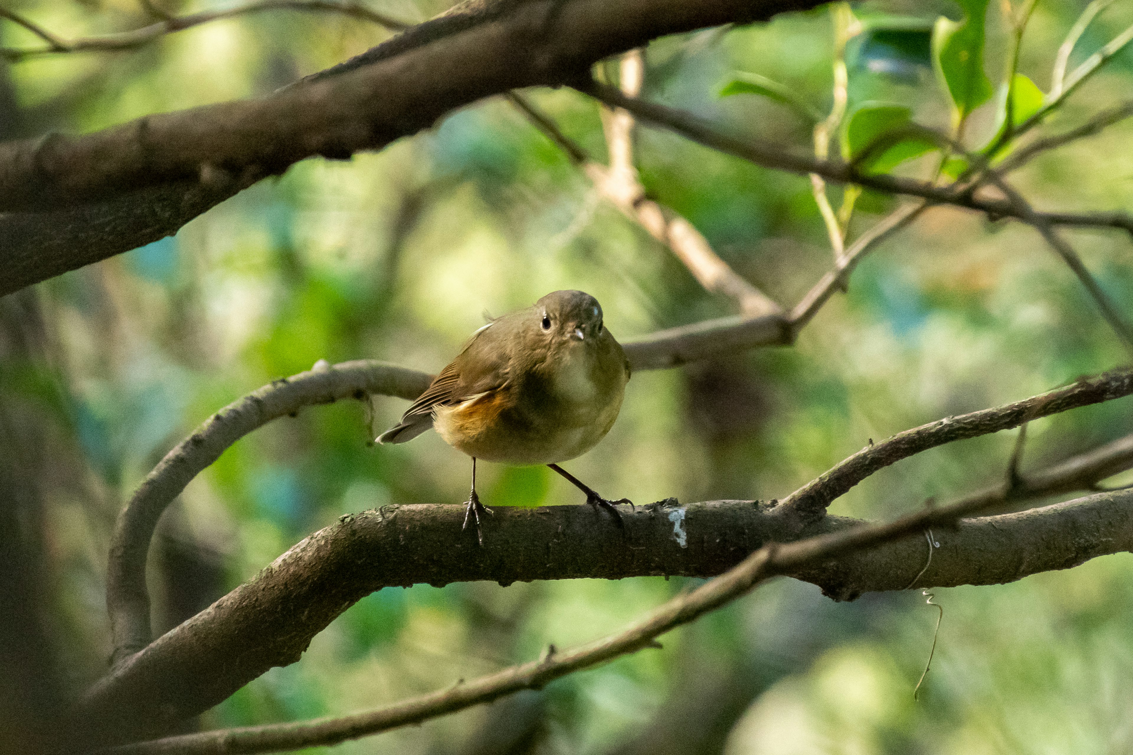 Seekor burung kecil bertengger di dahan dengan latar belakang hijau kabur