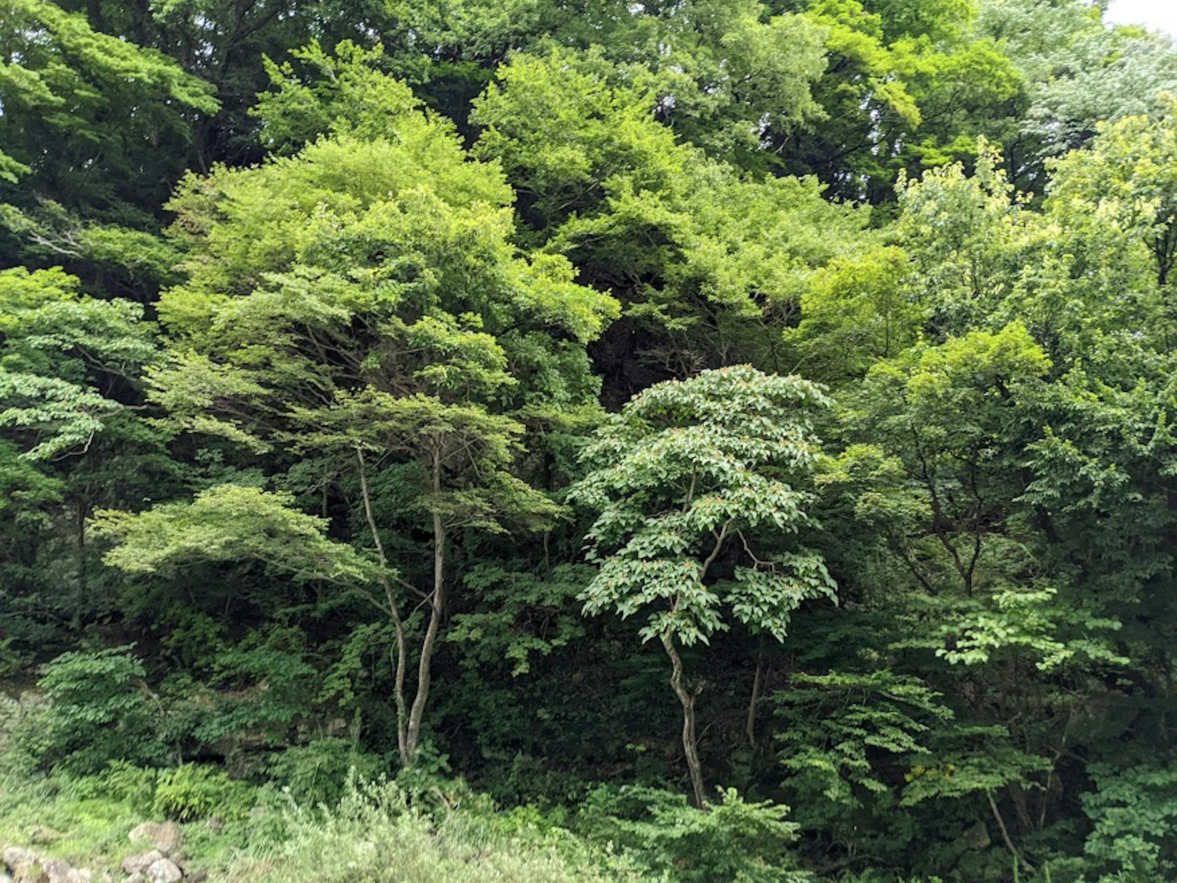 Alberi verdi lussureggianti densamente raggruppati in un paesaggio forestale