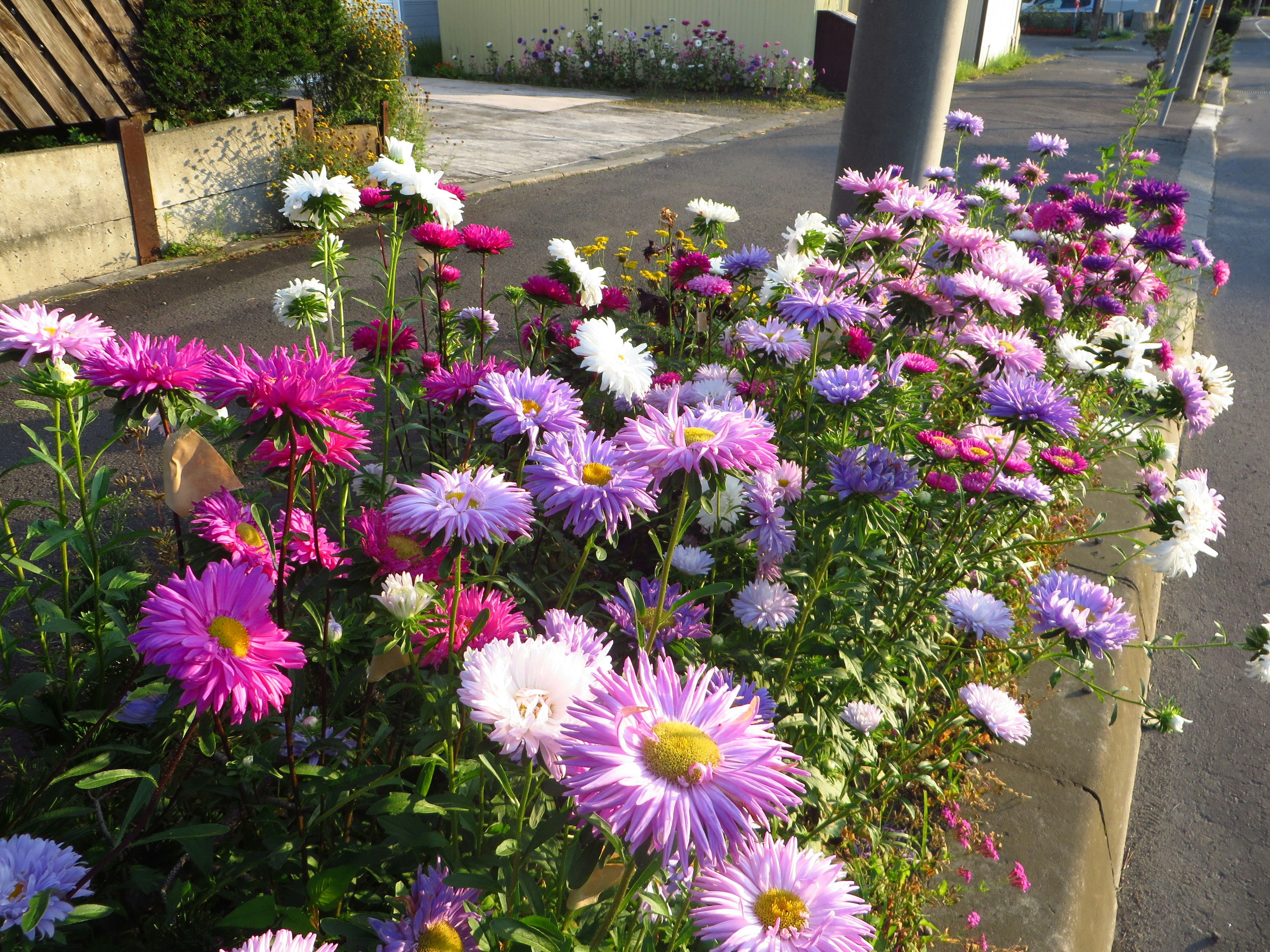 色とりどりの花が咲く道端の風景